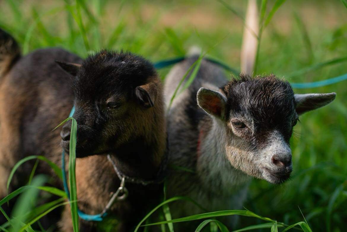 There’s not much that’s more wholesome in a technology addicted world than to see kids reconnecting with the natural world around them. And the fact that baby goats are called “kids” and we have a lot of kids, well … it just makes sense. 🐐