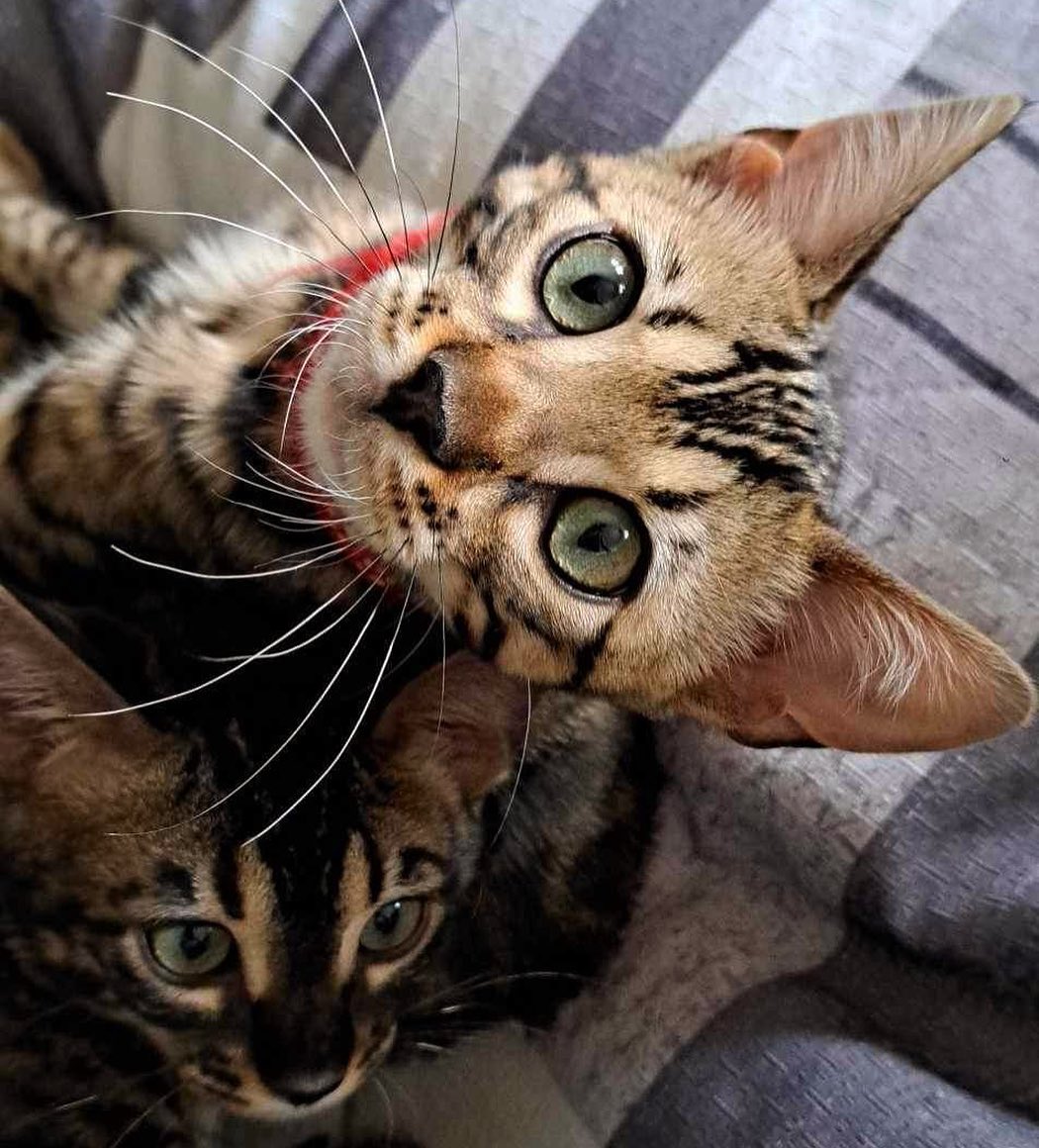 Voici le beau Enzo 🥰 Aujourd’hui était un grand jour pour lui.
🥳 Félicitions à Caroline et toute la famille.
#bengal#kitten#leranchdubengal#brownspottedtabby