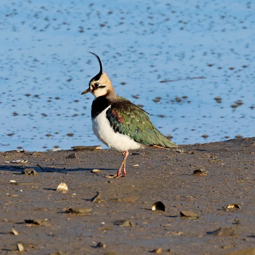 The stunning lapwing.
#islandwildlife #kefaloniawildlife #kefaloniabirding #guidedwildlifewalks #lapwing