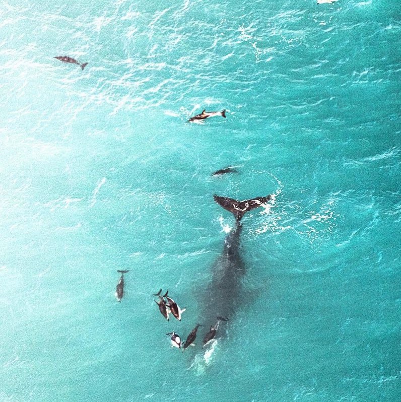 Sharing this awesome picture from @farfadexphotography The humpbacks are currently hanging out in the area and on a good day they spent some time with the local dolphins.
#spermwhale
#whales
#whalewatching
#kaikoura
#kaikouranz
#exploreCHC
#wellingtonnz
#newzealand
#airkaikoura
#wellingtonairport
#wildlifephotography
#blueplanet
#nzgeo
#planetearth
#wildlife
#dosomethingnewNZ
#aptroute
#nzmustdo
#nztravel
#explorelocalnz