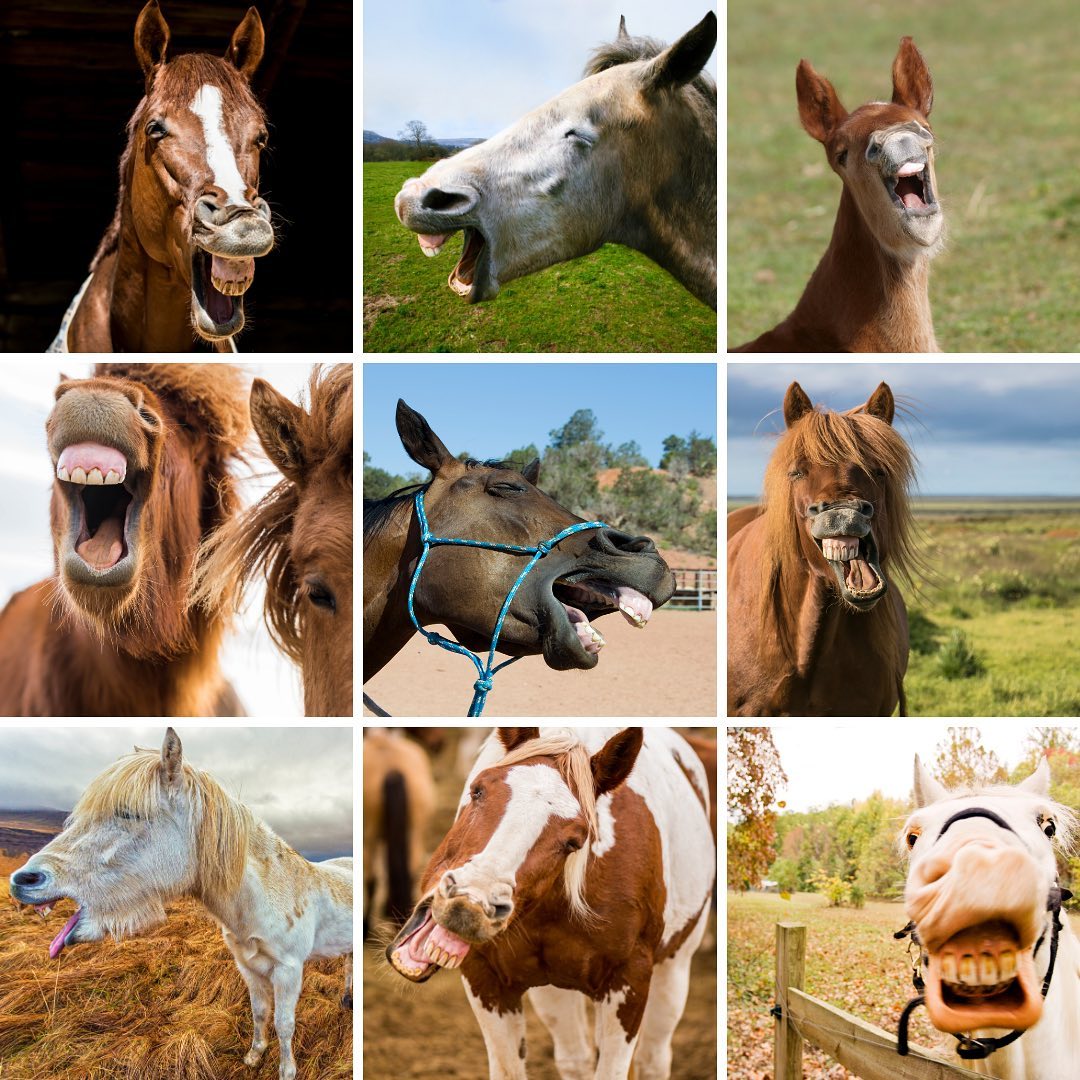 Reason #482 why I love my work: I had to look through pictures of horses laughing for a project with @silverliningriding1 today. And I bet you didn’t know you would be learning horse facts here but #didyouknow these jolly equines are not actually laughing - it’s called the Flehmen response and it helps them increase air flow through their nostrils when they want to take a big whiff! Fascinating stuff.
#nosesofinstagram #horsesofinstagram #horsefacts #nonprofitconsultant #marketing #funfacts