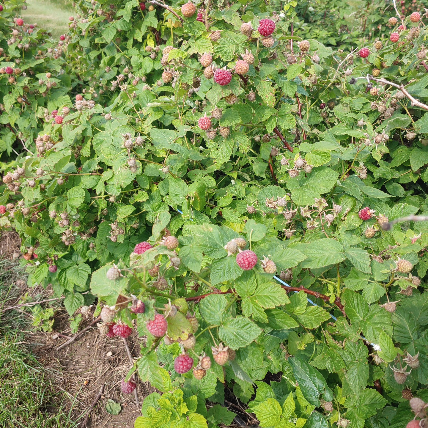 DUE TO STORM DAMAGE TO THE BERRIES WE ARE CLOSED UNTIL FURTHER NOTICE. WE EXPECT TO OPEN LATER THIS WEEK- UPDATES WILL BE POSTED.