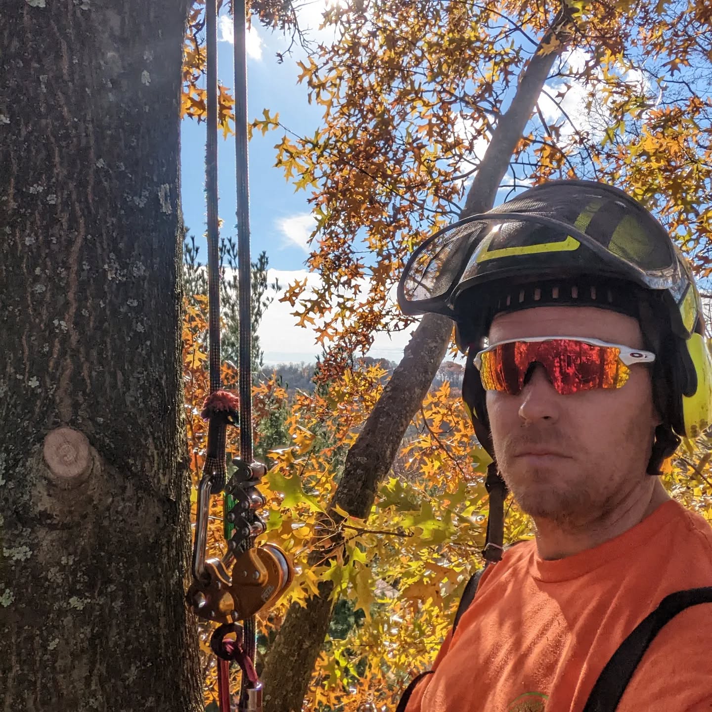 Beautiful fall colors and views during this oak prune #treeservice #treepruning #arboristsofinstagram #treeremoval