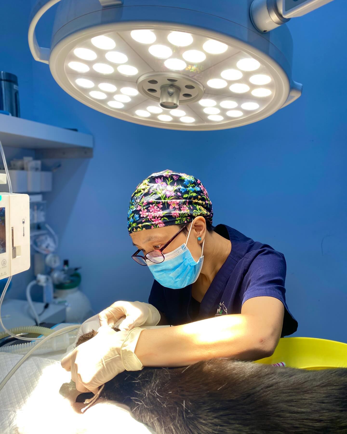 Brisbane North Mobile Vet looks after your pets with our mobile veterinary services supported by our base clinic at Boondall. ๐ฅ
Today Dr. Nell is taking care of Scampiโs ๐โโฌ dental scale and polish and tooth extraction. ๐ฆท
For more information about our services or to book online feel free to visit our website at ๐ www.bnmv.com.au