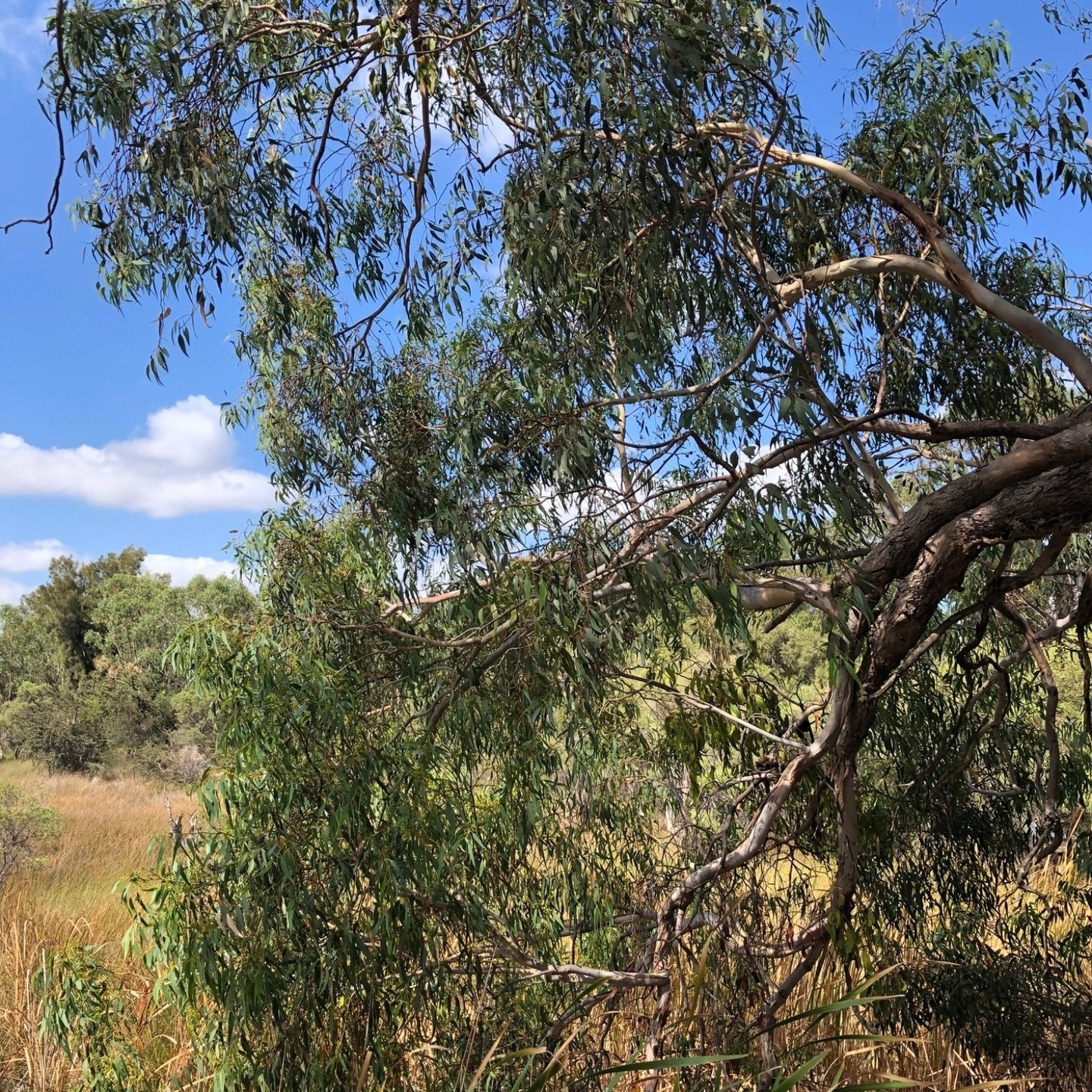 🌿 Fun Fact Friday! 🌿 Did you know that Eucalyptus rudis, or the Flooded Gum, can handle its feet getting wet? 💦 This Aussie native is a pro at thriving in waterlogged areas. It's not just any gum tree; it's the swampland superstar! 🌱💪
It also happens to be Mike's favourite plant! Did you guess his lie? Turns out he is very much happy to be dodging the Dutch weather this time of year!
#FunFactFriday #NatureFacts #EucalyptusRudis #AdaptabilitySkills