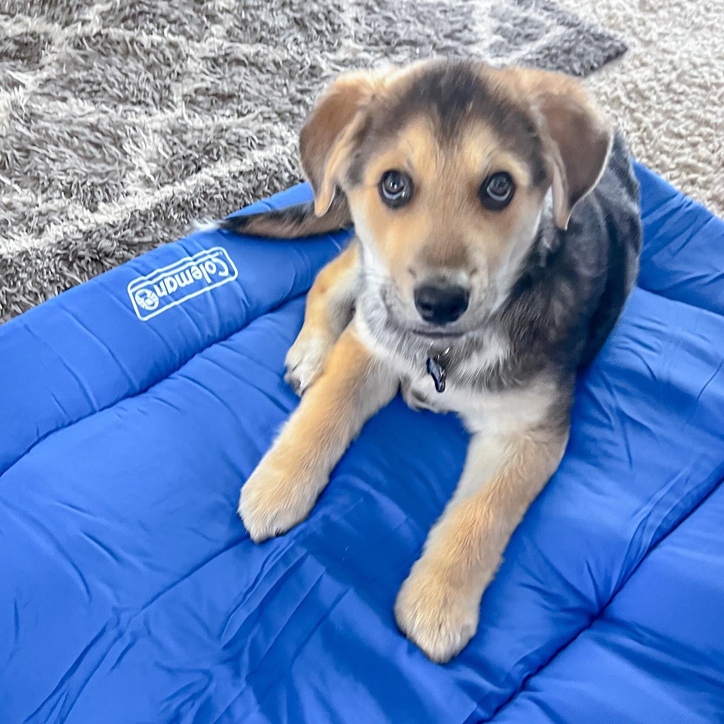 This little superstar is absolutely crushing it in training! Whether it’s nailing those touches (nose boops), rocking his recall, or just being the best pup to his Guardians and older fur-sister, he’s proving hard work (and lots of treats) pays off! Keep shining, little rescue pup! The sky’s the limit for you! ✨⭐️🌟🤩