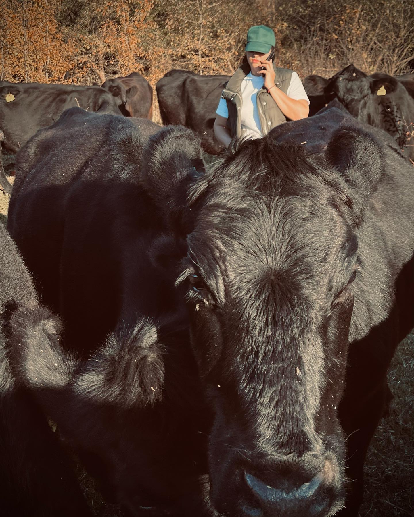 Meet Bianca - head of operations at @grassfedangus 🤍 #sustainability #sustainableliving #grassfedangus #wildromania #biodiversity #wild #farm #blackangus #cleaneating #ketodiet