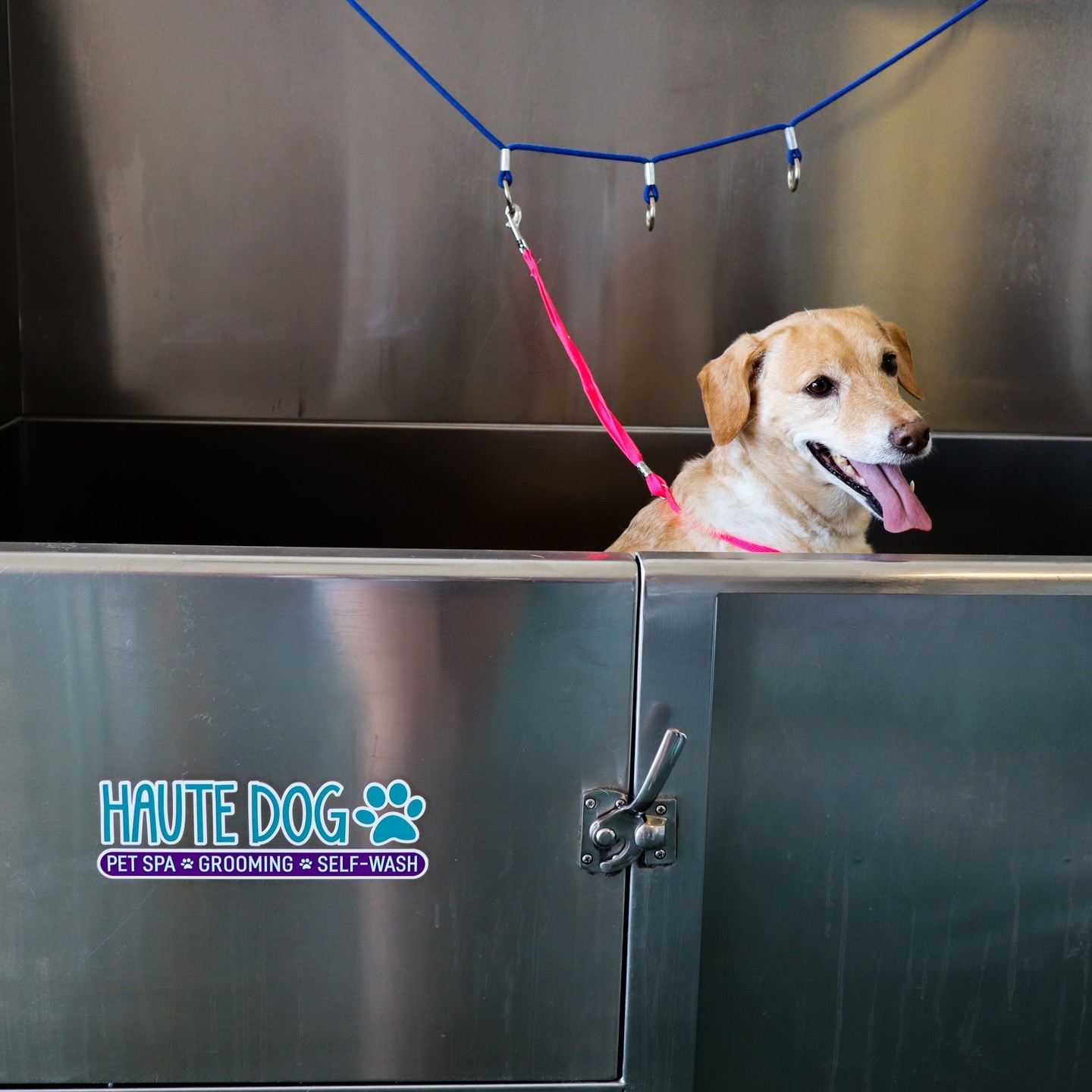 Let’s neaten up for Spring! Book an appointment now to get your pup in!