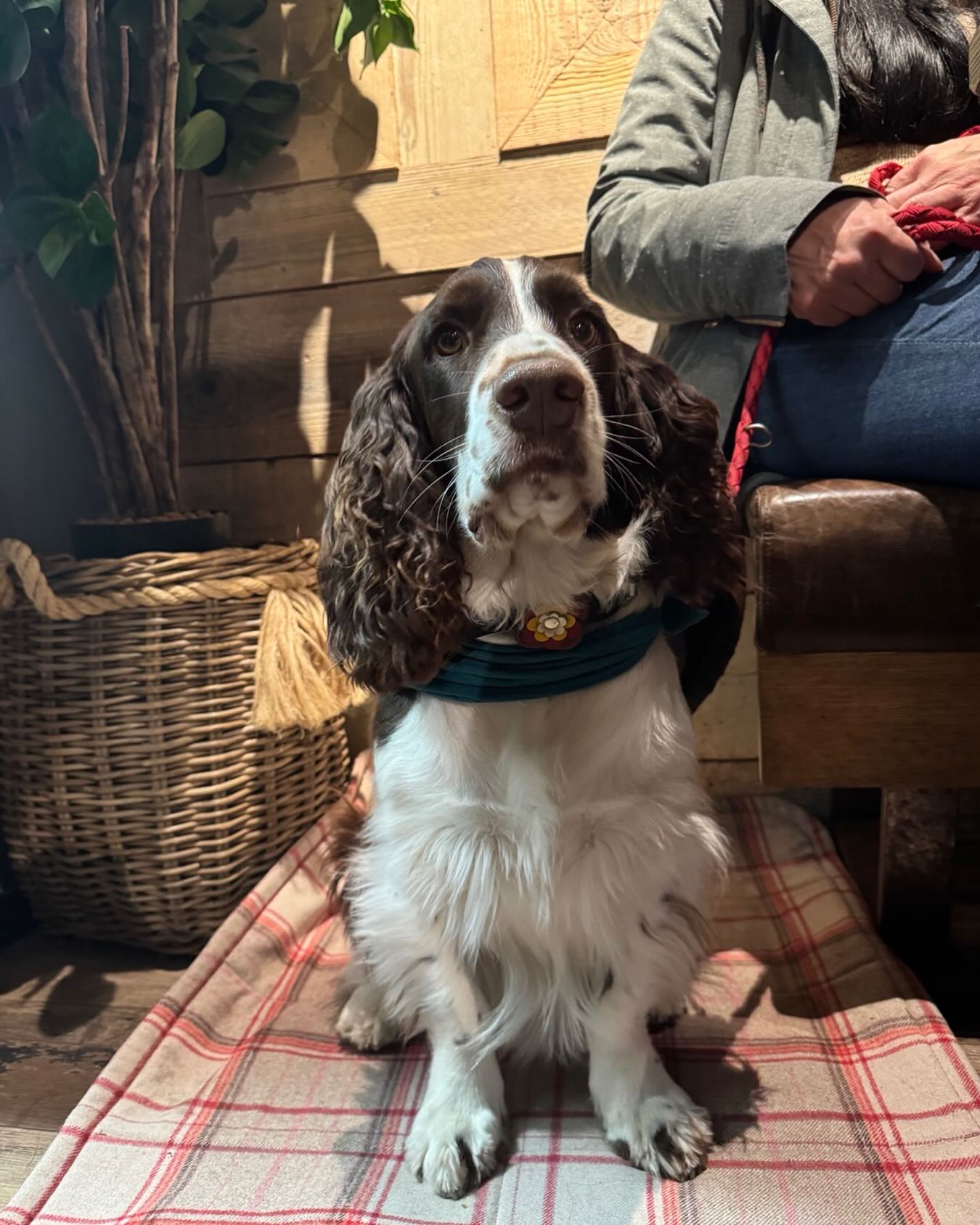 Mateo auf unserer neuen Hundedecke – ein kleines Stück Zuhause für unterwegs 🐕 ❤️#hundedecke #hundezubehör #handmade #liebevollgemacht #manufactica