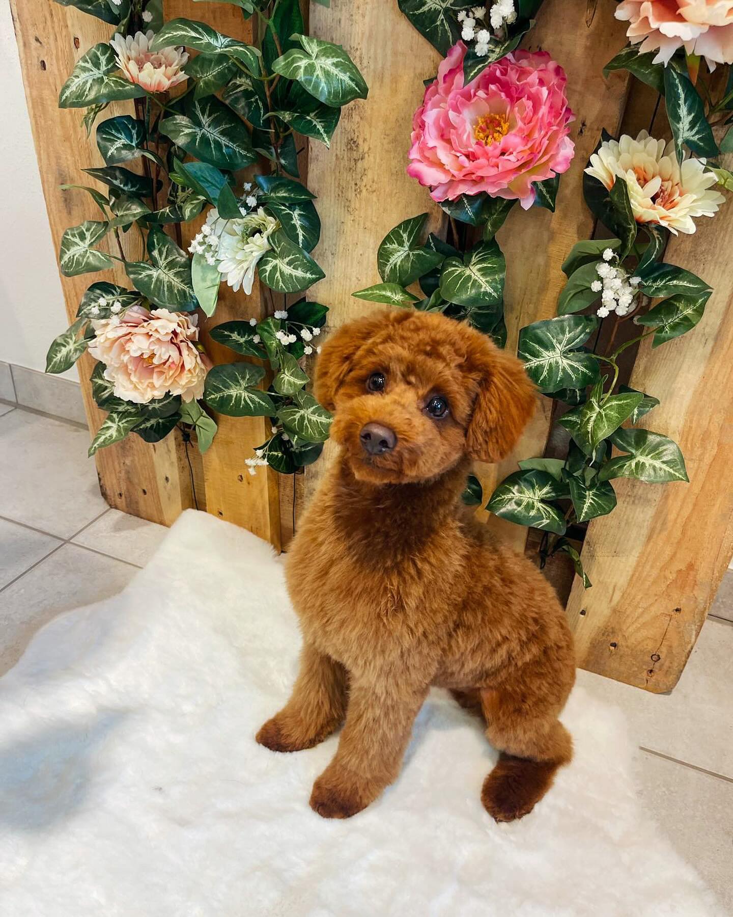 Happy‘s erster Hundefriseur Besuch 🧡
#jelenashundesalon #münchen #feldmoching #hundesalon #hundesalonfeldmoching #bayern #bayernmunich #germany #deutschland #hund #hunde #hundeliebe #hundefotografie #hundepflegen #hundeportrait #dog #dogsofinstagram #dogs #dogoftheday #doglife #pet #petlovers #groomer #grooming #poodle #poodles #zwergpudel #pudel #pudelliebe