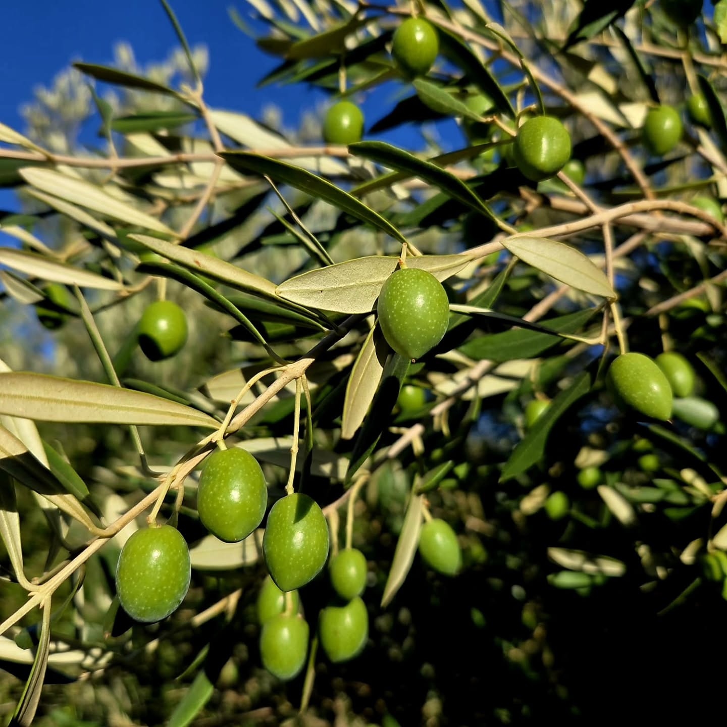 Healthy olive fruit at this stage means everything. Firm texture, even sizing, and vibrant colour are early indicators of balanced trees and careful farming — the foundation of exceptional olive oil. 🌱🫒
#extravirginoliveoil #greengold #evoo #kleinnektar #oliveoil