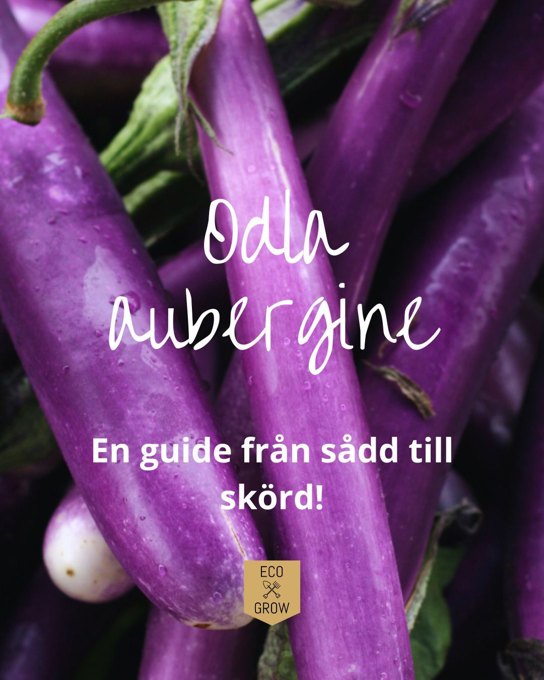 Att odla aubergine är ett måste varje år hos oss, det är inte bara en vacker planta, utan egenodlad aubergine går inte att jämföra med den du hittar i matbutiken🍆 Med lite omsorg och planering kan du lyckas odla aubergine i din egen trädgård eller på balkongen. Kom bara ihåg att börja i tid, nu i slutet av januari eller i början av februari är det dags att så dina fröer! I vår bio hittar du en steg-för-steg-guide från sådd till skörd🌱💚