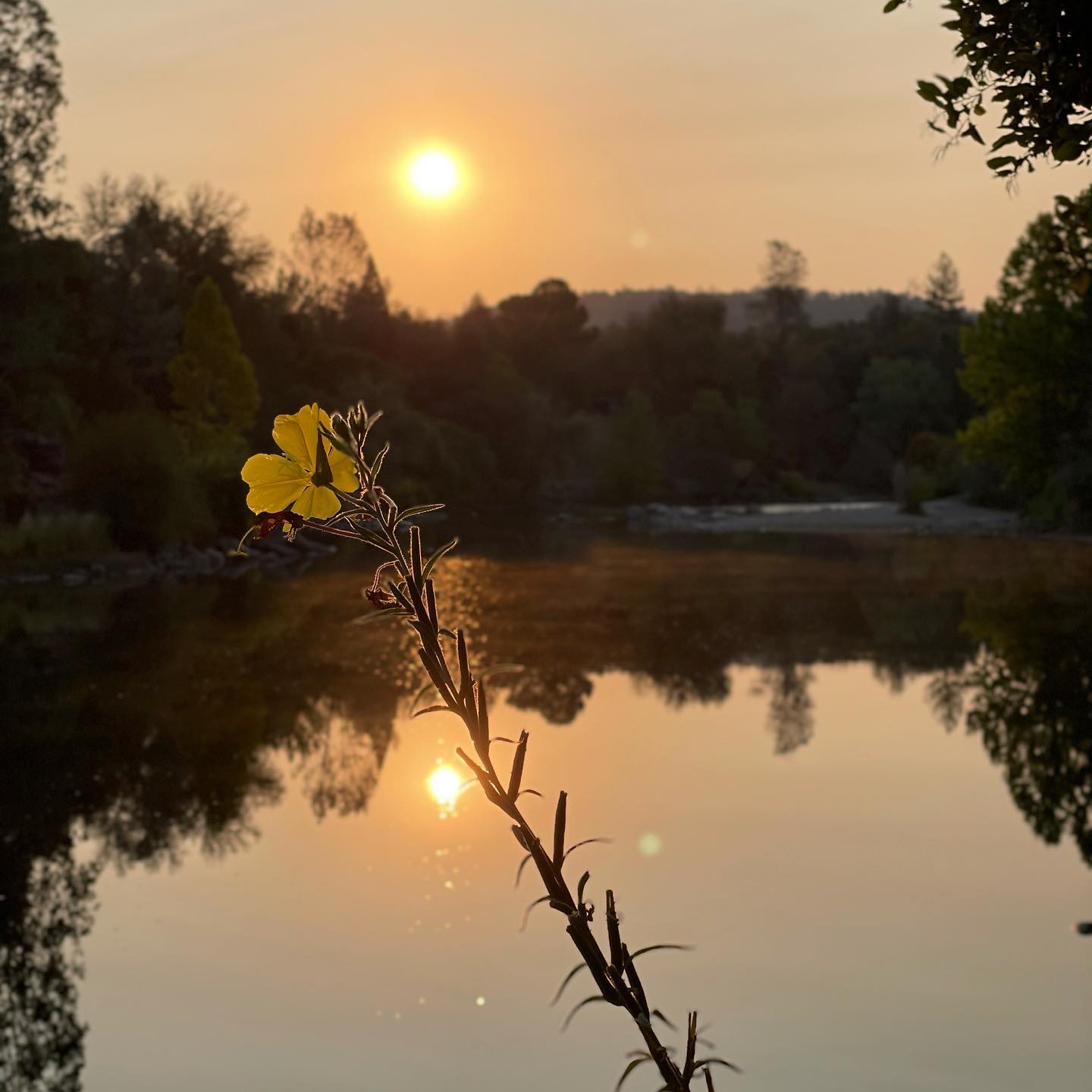 These mornings. #camplotus #southforkamerican #thevalley