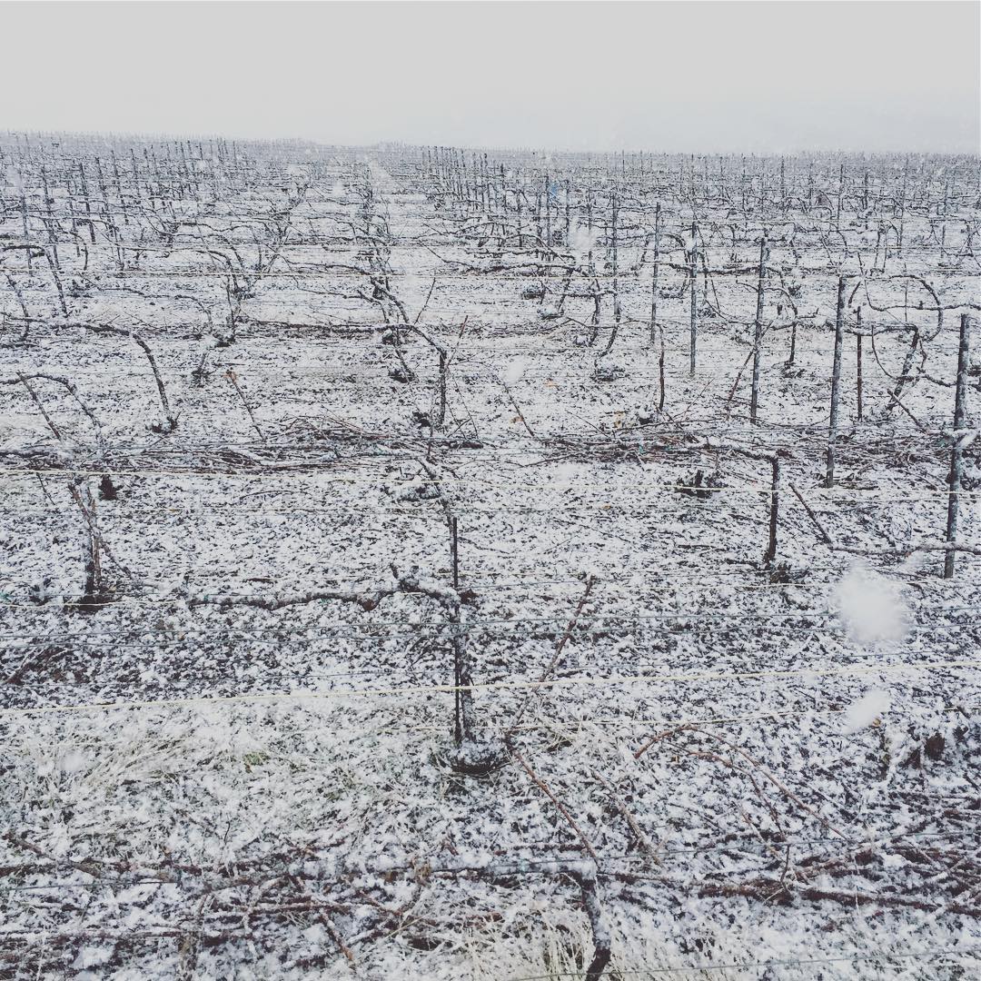 #fromentinleclapart #neige #vignoble #champagne #vigne