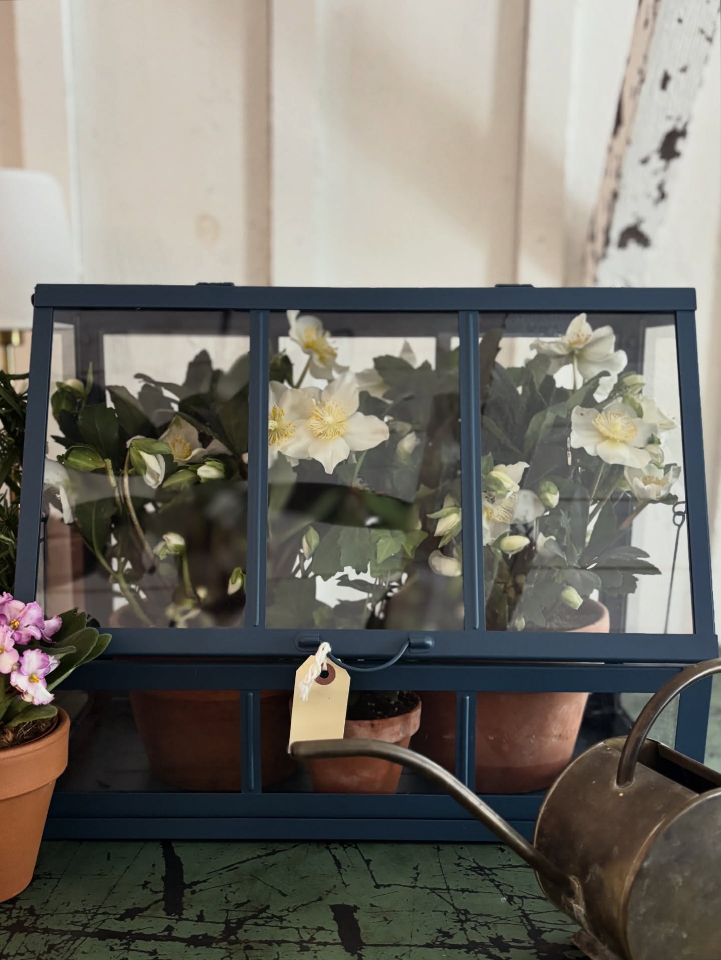 The warmest hug of Winter is found in a greenhouse. We have several tabletop greenhouses to bring that feel into your home.
We'll keep dreaming of the full-size one we hope to have here in the gardens and appreciate the service of our low-tunnels and hoop house. All good things in time.