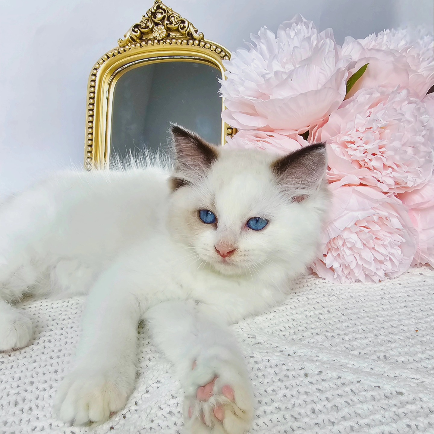 Our Lady Chanel....gorgeous eyes and posture!
#ragdollkitten #ragdollfluff #flragdollcat #cat