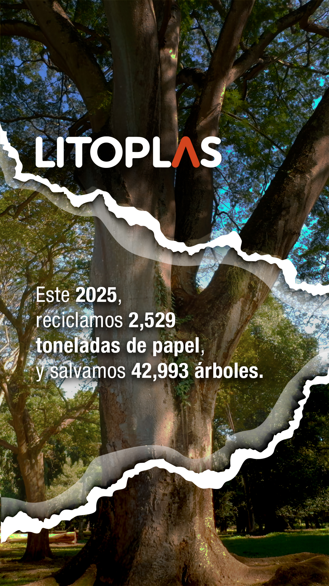2,529 toneladas de papel = 42,993 árboles salvados. 🌎 Nuestra huella este año es un respiro para el planeta. Sigamos sanando el futuro.
🔗 Link en bio. 💬 WA: +52 55-4386-2640 #ImpactoVerde #Litoplas #Reciclaje