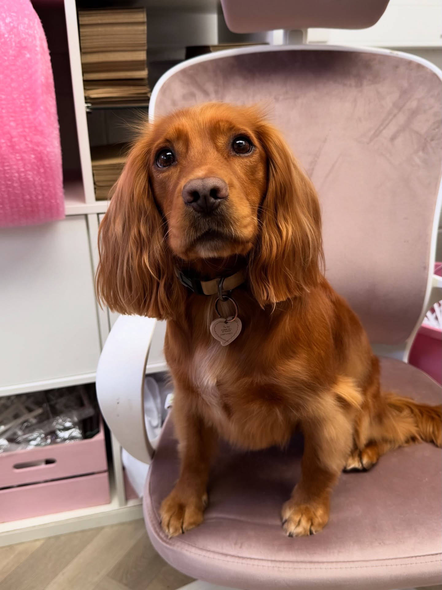 Happy Tuesday from tyke 1 & tyke 2, working hard (or hardly working) at Paperfloré HQ 🐶
#workingcocker #workingcockerspaniel