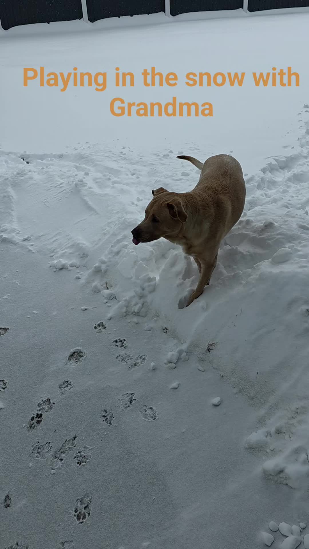 Snow is one of his favorite things. Had to try and explain to him that he couldn't stay out very long because his one leg is still shaved from surgery. I don't think he liked that excuse. π
#doglover #dogsofinstagram #dogmom