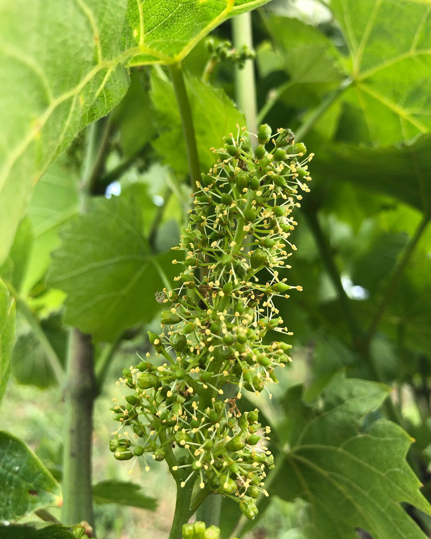 La vigne est en fleur ! Le compte à rebours a débuté
#coteroannaise #loirevolcanique #gamay #domainedespalais #domainedespalais