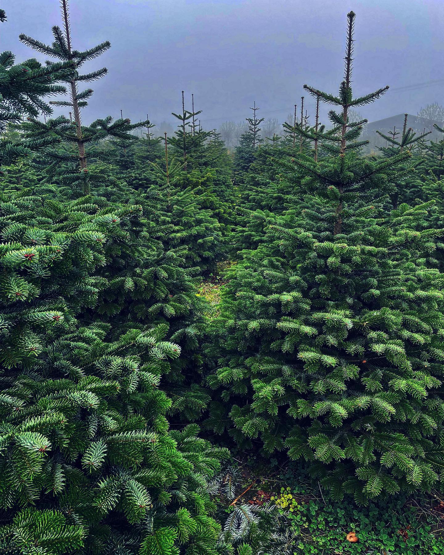 Less than two weeks until DURHAM CHRISTMAS TREES reopens on FRIDAY 25TH NOVEMBER 2022, with more trees available in our pick your own plantation than ever before🎄
🌟 We are currently busy making improvements to make this year the best experience yet 🌟🎄☃️🪚
🪚 PYO plantation - a wide choice of Nordmann Fir and Norway Spruce trees between 5-8ft
☃️ NEW festive attractions in our plantation
🎀 LUXURY Christmas WREATHS - M & R Floral Designs will be joining us with a fantastic selection of wreaths
🎄Pre Cut Nordmann Fir 5-12ft, pot grown trees & Christmas tree stands will also be available
☕️ Hot drinks
🐶 Dogs are welcome on a lead
🚗 Deliveries available starting from £5
🎄 Reserve your tree and collect at a later date
📆 Please book a slot to visit us at durhamchristmastrees.co.uk
#outdooractivities #locallysourced #freshlycut #pickyourown #PYO #durham #christmastrees #northeast #durhamchristmastrees #heughhallfarm #smallbusiness #christmasiscoming #nordmann #fir #norway #spruce