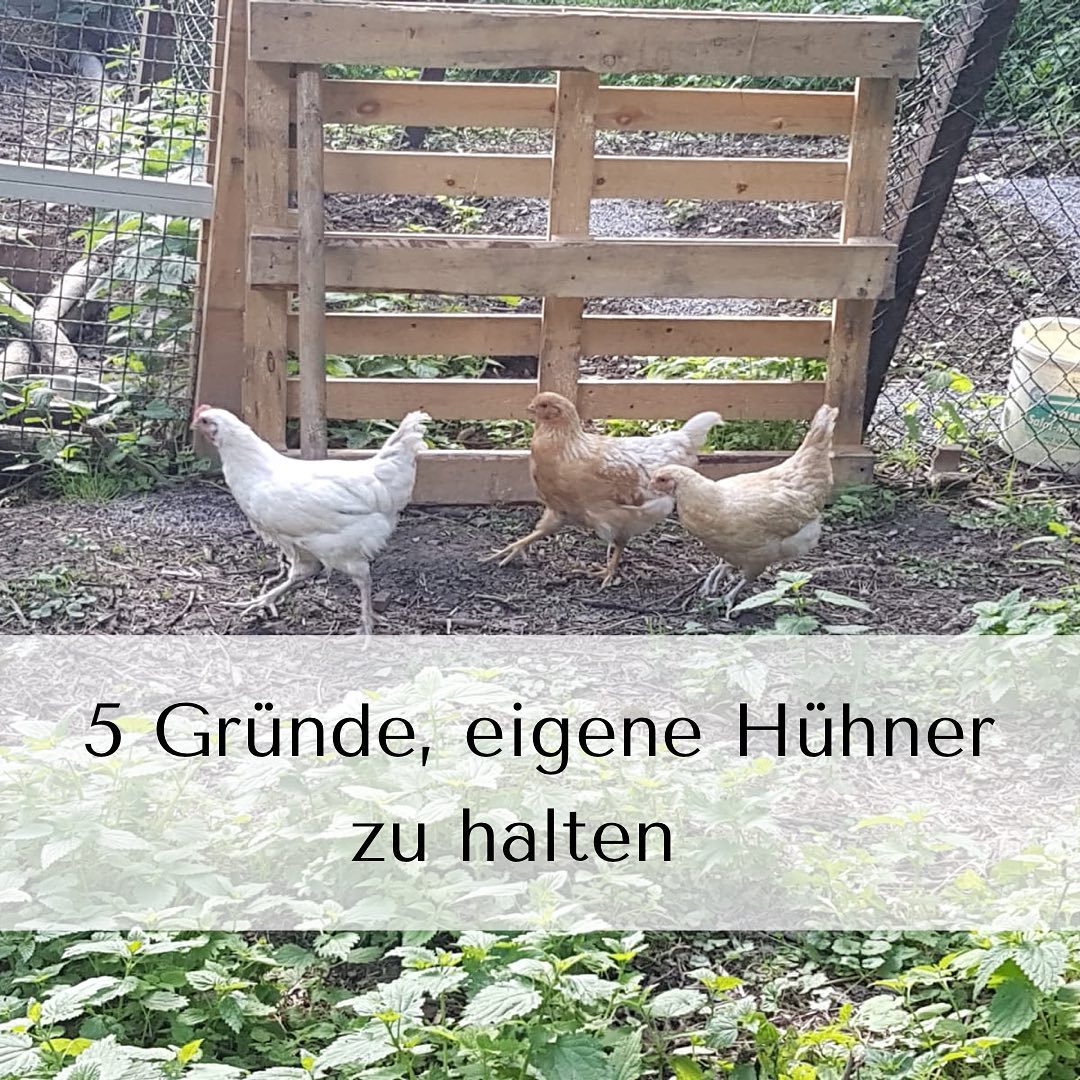 *5 Gründe, eigene Hühner zu halten*
Dass der Trend, eigene Hühner zu halten, offenbar anhält, konntet ihr bereits lesen. Erfahrt hier, was für die Haltung im eigenen Garten spricht
Hier könnt ihr unsere Blogartikel lesen👇🏼
www.huehnerbuden.de/blogs
#halvehof#blog#hühner#sauerland#natur#artgerecht#hühnerstall#baumhäuser#hühnerhaltung#baumhaus