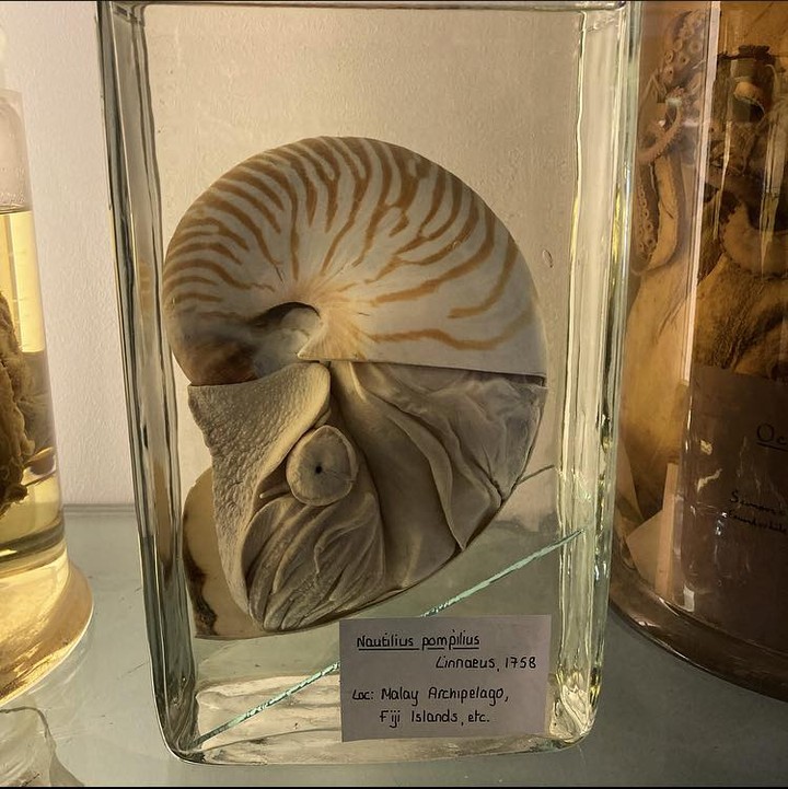 Despite their similar apperances, Ammonites and Nautiluses aren't actually related.
In fact, Nautiluses still exsist and can be found roaming the Indo-Pacific. They're usually found several hundred metres below the oceans surface but in some parts of the world such as New Caledonia, they can be spotted at just 5 metres deep!
#nautilus #fossil #marine #marinelife #ocean #sealife #ammonite #newcaledonia #newcaledonian #wetspecimen #specimen #wetspecimencollection #NHM #naturalhistory #naturalhistorymuseum #naturalhistorymuseum #londonnaturalhistory #londonnaturalhistorymusem #spiritcollection #wow #nowyouknow #interestingfacts #interesting #facts #didyouknow