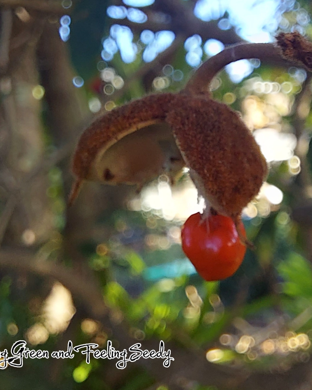 What's new in June at LGAFS!
#seedsupplier #australianseedsupplier #seeds #seedsforsale #whatsnewinstock #freshharvest #seedsinstock #freshseeds #seedstore #australiannativeseeds #exoticseeds