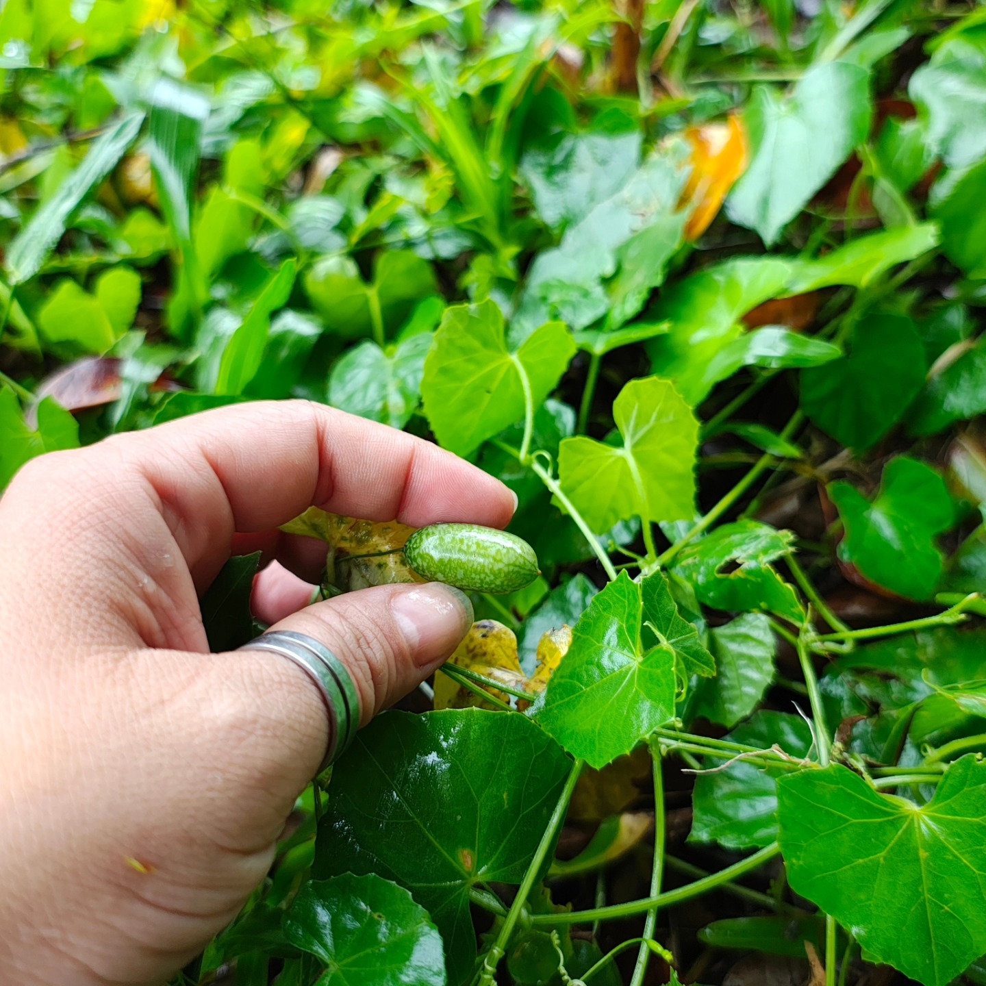 Depois da chuva, que tal um pepino?
#panc