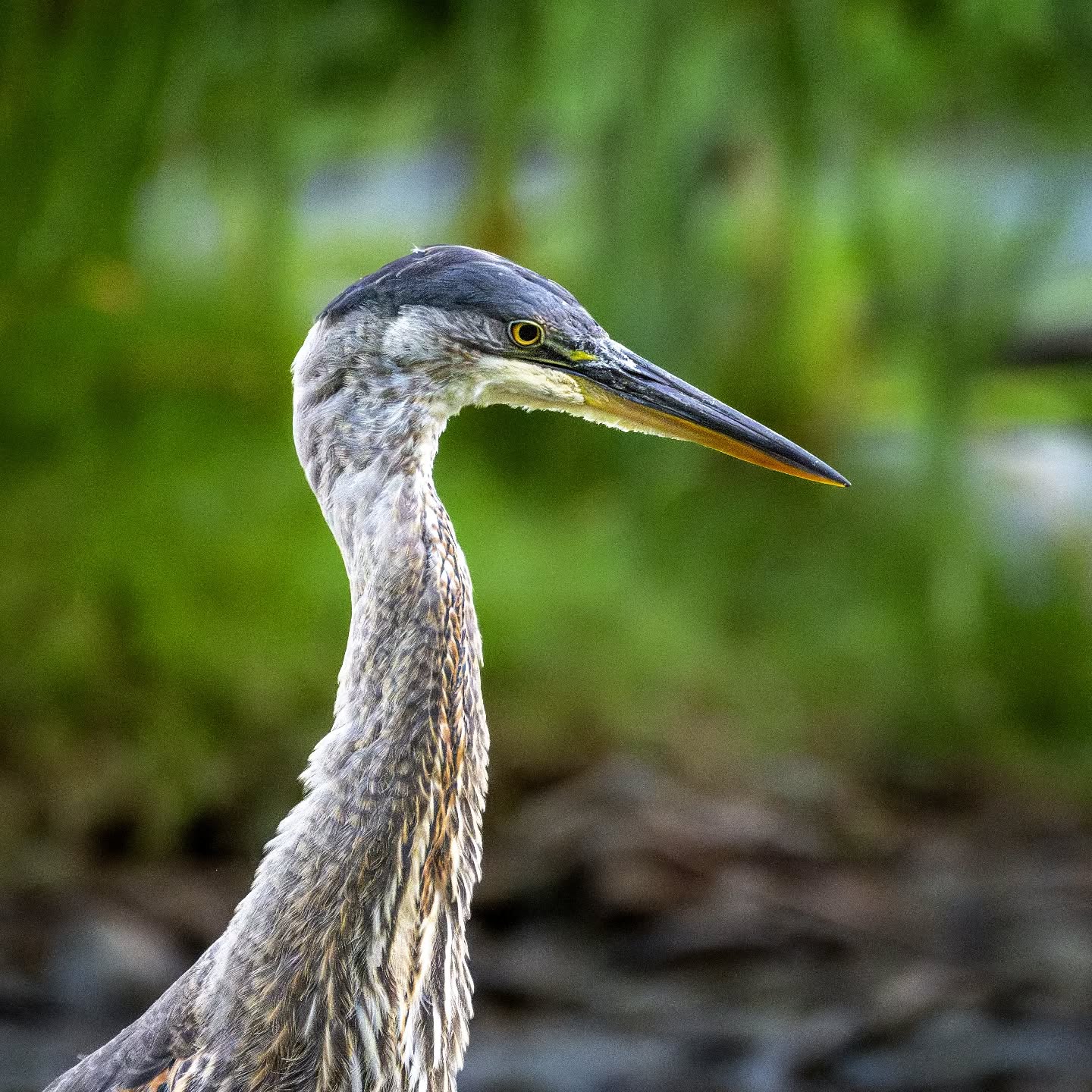 A blue heron waiting to strike. Lightning fast .. like the Bruce Lee of the bird world.
@aneyefordetails
#bird #birds #birdphotography #birdsofinstagram#animalsofinstagram #wildlifeofinstagram #wildlifephotography #nature #naturephotography #wild_perfection #wildlifeaddicts #nikon #bns_birds #planetearth #nationalgeographic #saveourplanet