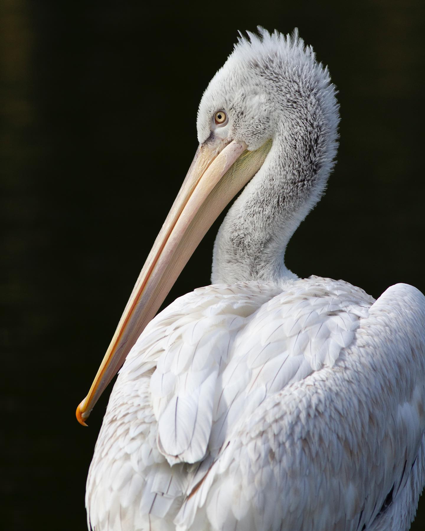 Dalmatian Pelican taken @wwtarundel on Canon 6Dii and Canon 400mm f5.5 @canonuk @canon_wildlife_photography_
These prehistoric looking birds making excellent subjects for photography, their piercing stare, flowing lines and dinosauresque looks make for an interesting picture.
#pelican #photo #photography #birdphotography #naturephotography #bird #birds