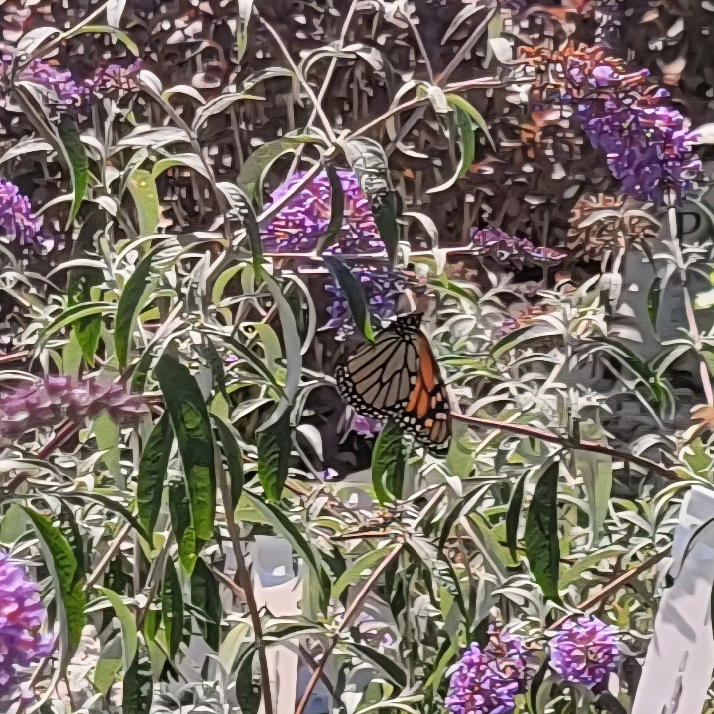 Butterflies at @himmelsgardencenter !