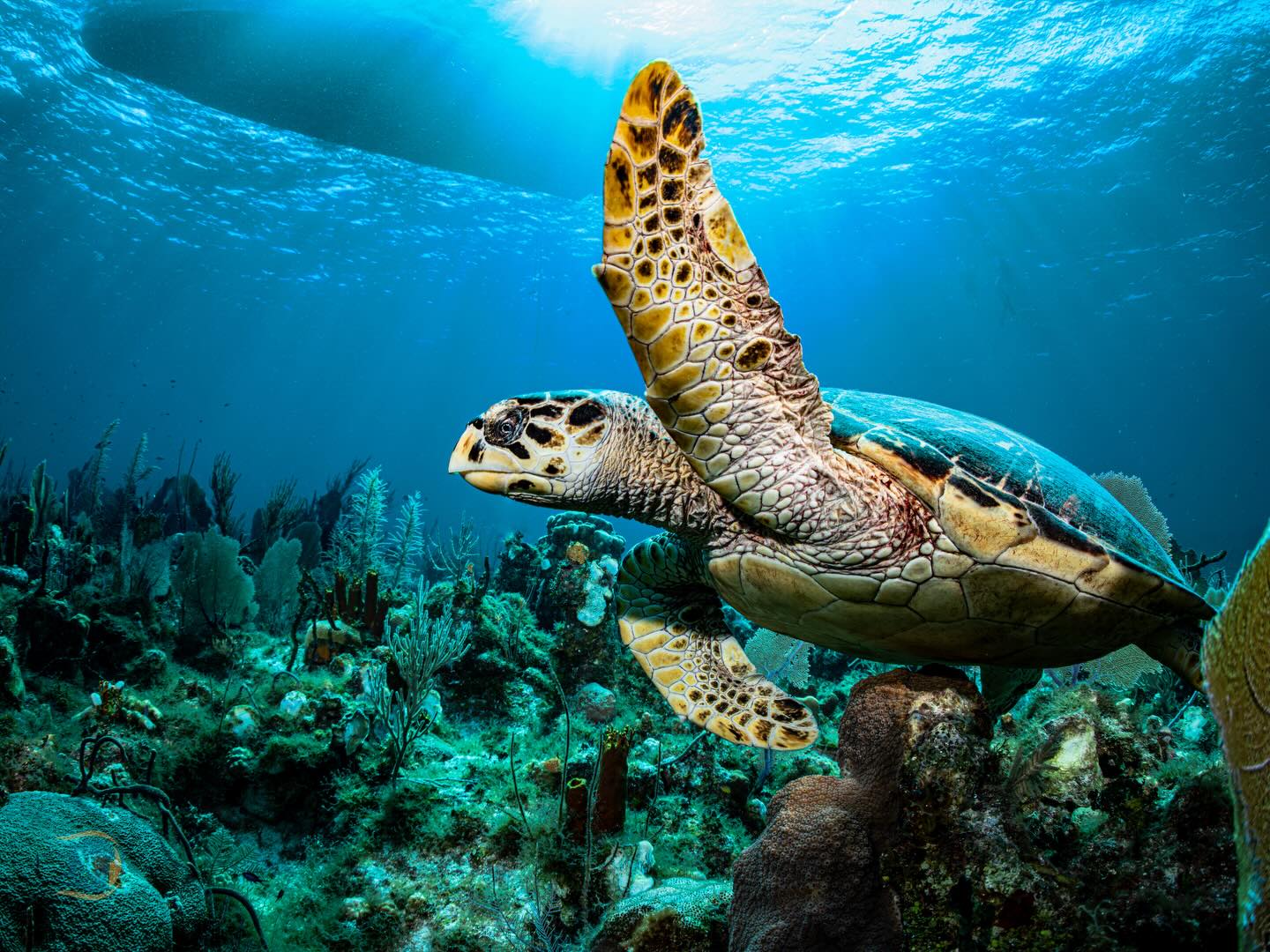 From service beneath the waves to exploring the ocean for fun and healing 🤿🌊 — check out www.subsurfaceveterans.com and see how veterans are turning scuba dives into connection, purpose, and unforgettable adventure. 🐬🇺🇸 #SubsurfaceVeterans #ScubaLife #VeteranAdventure #HealingThroughDiving @jsamuel215