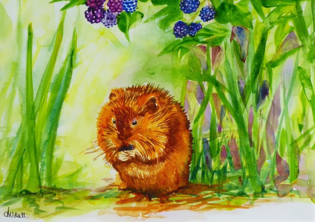 Water Vole
Watercolour.
Sold at our Art Exhibition, running until next Saturday at Physic Garden, Petersfield.
Spotted this rare water mammal on the banks of the river Meon in @theshoeinnstagram, Exton this Spring.
#watervole #hampshireartgallery #hampshireartist #petersfieldartsandcrafts #watercolourpainting #watercolourillustration #artistsoninstagram #artexhibition #womenartist #meonvalley #springwatch #river #britishwildlife #petersfield