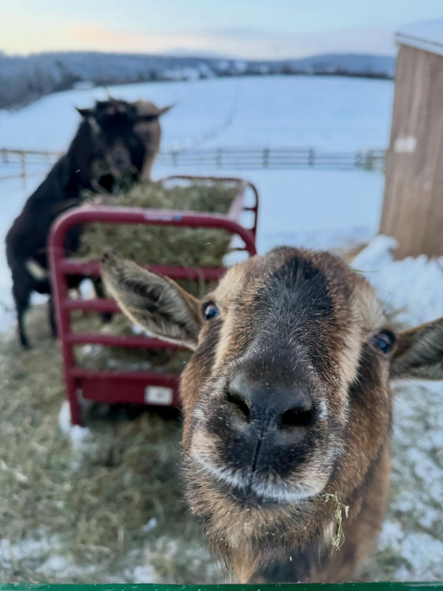 Hoping for an end to this extreme cold soon, but in the meantime we’re working to make sure the outside crew stays healthy 🐐🐑🐮💕 Lots of hay keeps their bellies working like little heaters, their shelters are filled with straw, and water stays thawed with heaters.
#farmlife #goatfarm #extremecold #brrr #nittanymeadowfarm