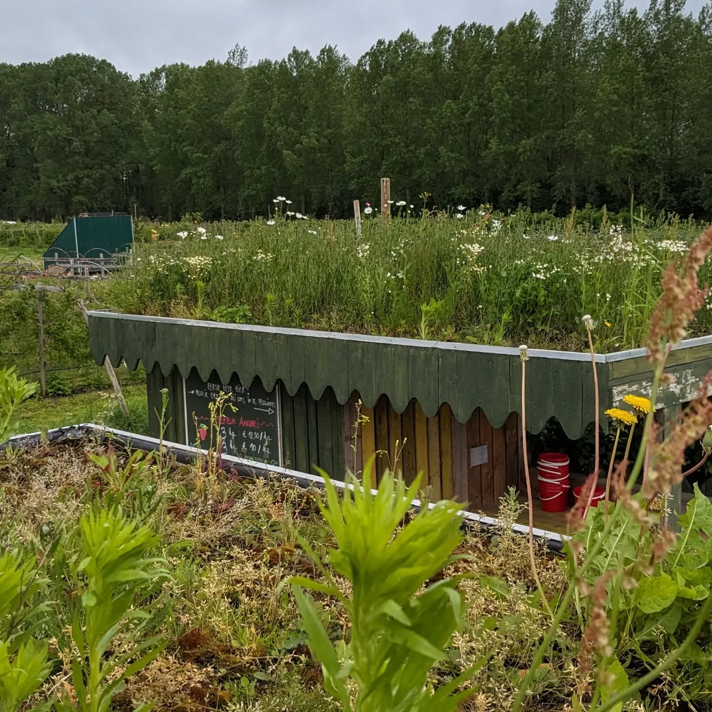 👐 Kleinschalige landbouw verbindt de gemeenschap 👐
10 dagen geleden werd onze automaat vernield, erg jammer.
Maar toch waren we vooral overdonderd door al die warme reacties die we van jullie allen kregen..
Berichtjes, telefoontjes, spontane geldbijdrages in de veldwinkel, steunende woorden en een heuse fundraising die voor ons werd opgestart. Zo hartverwarmend! Het is fijn om te voelen dat we er dankzij jullie niet alleen voor staan.
Dus zoveel dank aan al de vrienden van De Daalkouter. 😘
Merci Leen, Bruno, Martine, Franziska, Ellen, Elke, Maureen, Caroline, Kathleen, Jade, Plien, Freya, Lotte, Sofie, Gert, Patrice, Nele, Leroy, Johan, Ronny, Joke, Stijn, Peter, bram, Gert, Ward, Loic, Ingrid, Fien, Gwen, Kaat, Joline, Liselotte, Aagje, Liza, Hannes, Clair, Celine, Annie, Lieve, Koen, Mark, Arjan, Ine, Katrien, Sofie, Hanne & de tientallen anonieme schenkers.
Ondertussen vallen de eerste populieren bladeren op ons veld, en zo komen op het eind van ons seizoen.
Deze maand kan je nog langskomen op:
woensdag en vrijdag van 14u tot 18u
zaterdag van 10u tot 18u
Laatste openingsdag is 28 september.
Zelfpluk: laatste frambozen en bramen. Tomaten en heerlijke pompoenen. Laatste bloemetjes.
Winkel: appel frambozen sap ( in promo!), eitjes en ijsjes.
Honingmeloen, watermeloen en de laatste charentais meloenen.
Welkom bij ons!