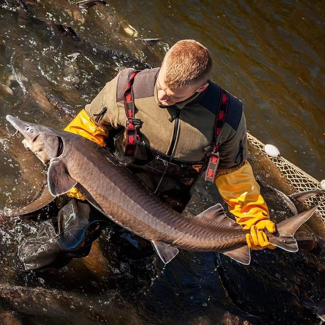 We present to you one of our Siberian sturgeons. If you have been following our profile for a while, you already know that to obtain its roe (our Siberian caviar), we have to wait at least 8 years. However, only about 10% of 8-year-old females are ready for caviar production, and the rest develop fully in the following years. In the moment of harvesting roe, a female sturgeon weighs from a few to over a dozen kilograms, and its gonad (the eggs from which caviar is produced) is about 10% of the weight of the fish.
.
.
.
#antoniuscaviar #caviar #acipenserbaerii #sturgeonfarm #sturgeon #sturgeoncaviar #siberiansturgeon #siberiancaviar #fisherman #kaviar #caviale #esturgeon #fishfarm #weloveourjob #foodstories #fishlovers #fishpassion #caviarproduction #caviarlover #polishcaviar #polskikawior #malossolcaviar #jesiotr #caviarproducer #fishbreeding #goslawice #ryby #caviarpassion #caviarhouse #blackcaviar