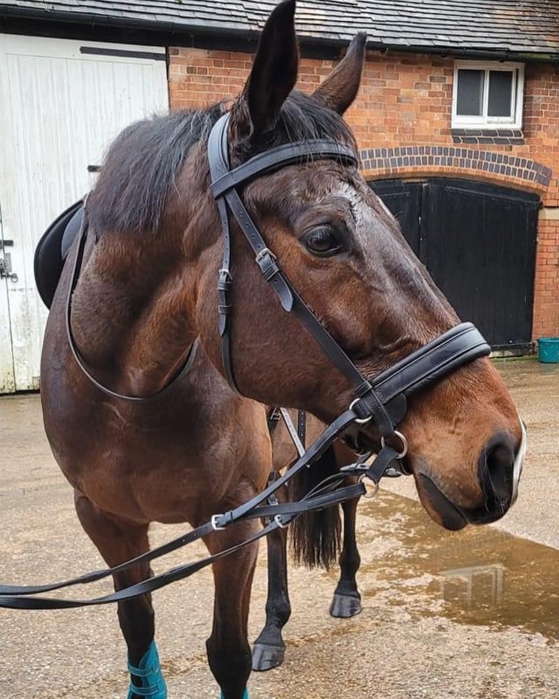 Cameo looking a little worn out after his ride with Vicky😴😂
#transcendbitlessbridle #doublebitlessbridle #simplesidecue #bitless #freedom #connection #superiorquality #englishleather #equine #horse #pony #bespoke #naturalhorsemanship #equestrian #baroque #horseaddict #equality #tack #biothane #photography #glowup #natural #horsesofinstagram #showjumping #dressage