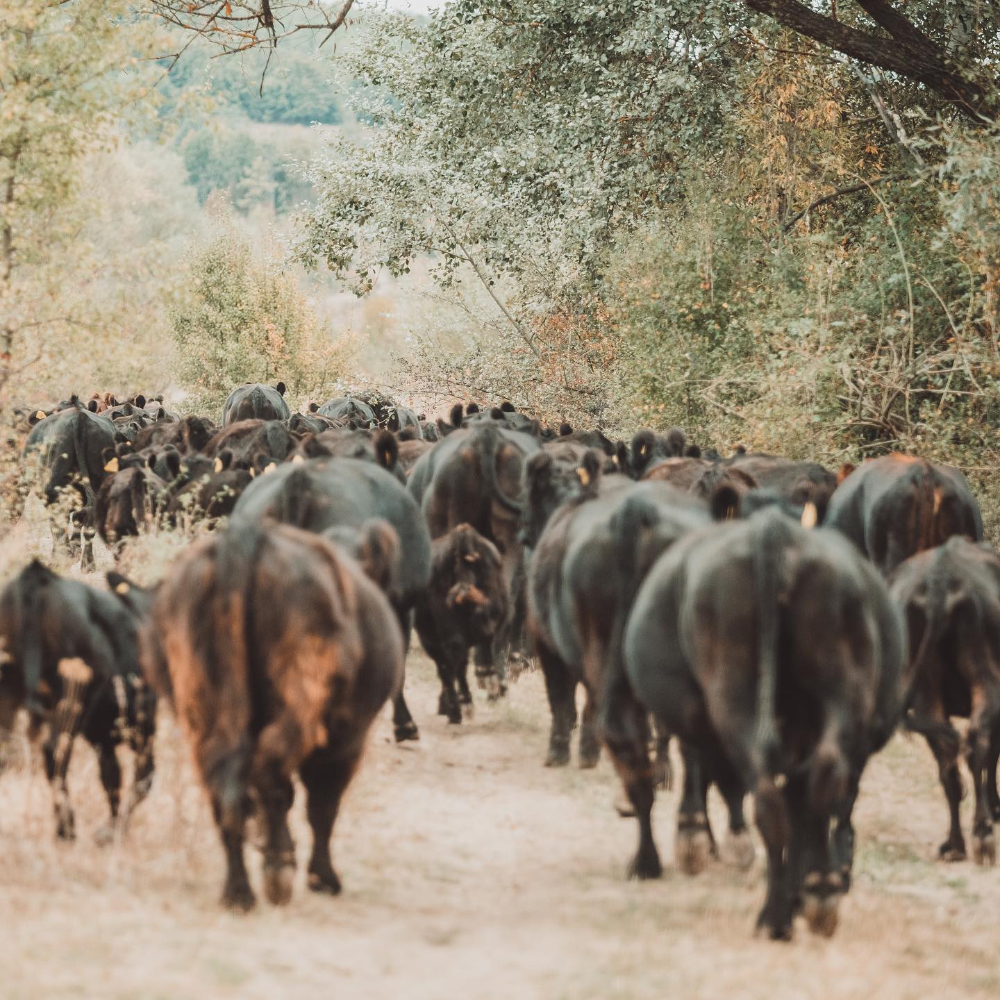 Freedom #angusfarm #ketodiet #grassfed #angusfarm #romania #pastureforlife #sustainablefarming