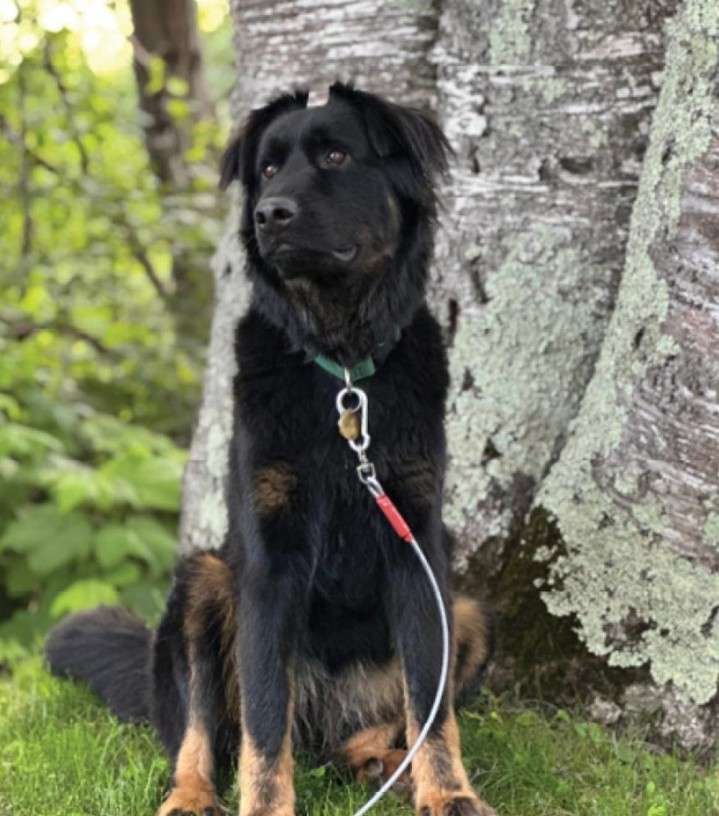 Your next adventure buddy might be sitting in a shelter right now. 🌲 Brulee's owners wanted an outdoor companion, so they looked at their local shelter first. They found a six-month-old pup who was the perfect fit. Today, instead of shelter life, Brulee is living her best life exploring forests, chasing squirrels, and wading in rivers as the loyal companion her family always wanted. Check your local shelter for your perfect match.
#princeandpals #adoptdontshop #animalrescue #dogrescue #adoptionsuccess