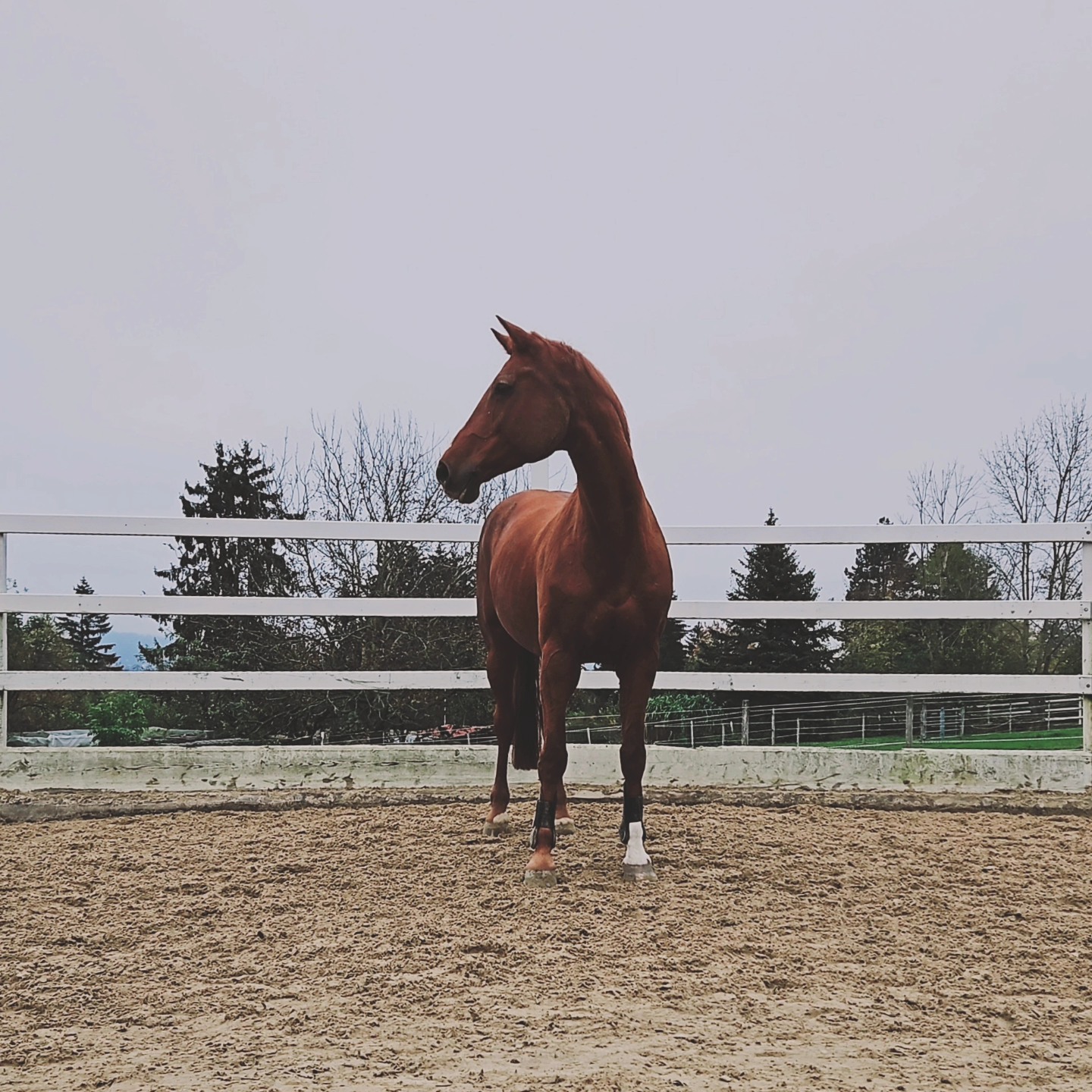 Wie sorgen wir dafür, dass unsere vierbeinigen Freunde bei bester Gesundheit sind und bleiben?
Wie trainieren wir? Wie sorgen wir für Erholung und Abwechslung?
Sei dabei, wenn der RCK sich zu einer spannenden Führung im @uzh_tierspital trifft. Prof. Dr. med. vet. Anton Fürst, Direktor der Klinik für Pferdechirurgie, gibt Einblicke ins Thema „Sportpferde gesund trainieren: Herausforderungen und Lösungen“ und erklärt anhand anschaulicher Beispiele, worauf wir achten müssen.
Anmeldung via RCK-Webseite. Noch wenige Plätze frei. Wir freuen uns auf Eure Teilnahme.
#kolbenhof #reitschule #reitstall #rck #event #tierspital #wirlernennieaus
