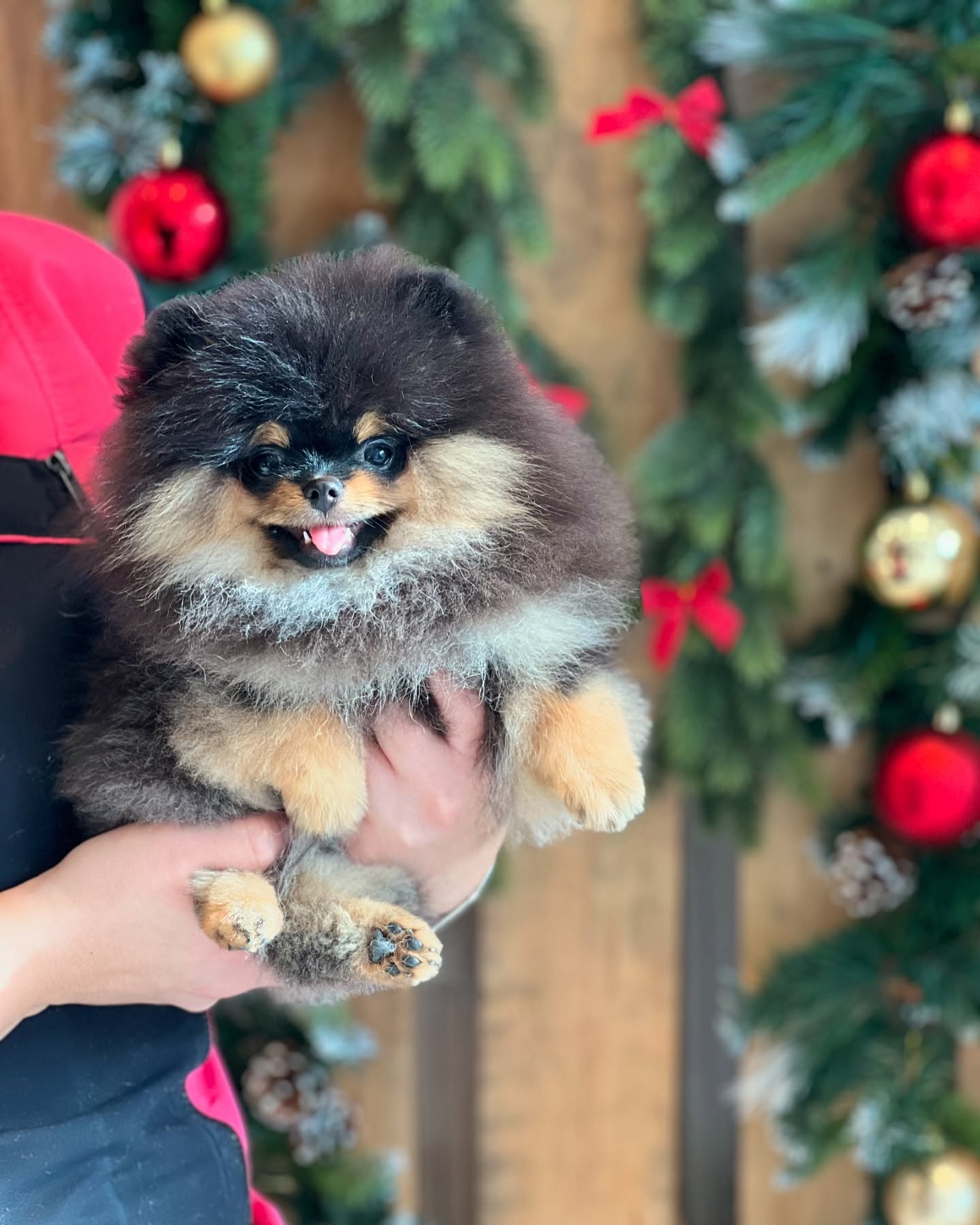 Shadow 🤎
#jelenashundesalon #münchen #feldmoching #hundesalon #hundesalonfeldmoching #bayern #bayernmunich #germany #deutschland #hund #hunde #hundeliebe #hundefotografie #hundepflegen #hundeportrait #dog #dogsofinstagram #dogs #dogoftheday #doglife #pet #petlovers #groomer #grooming #christmas #weihnachtszeit #weihnachten #pomeranian #pomeranians #zwergspitz