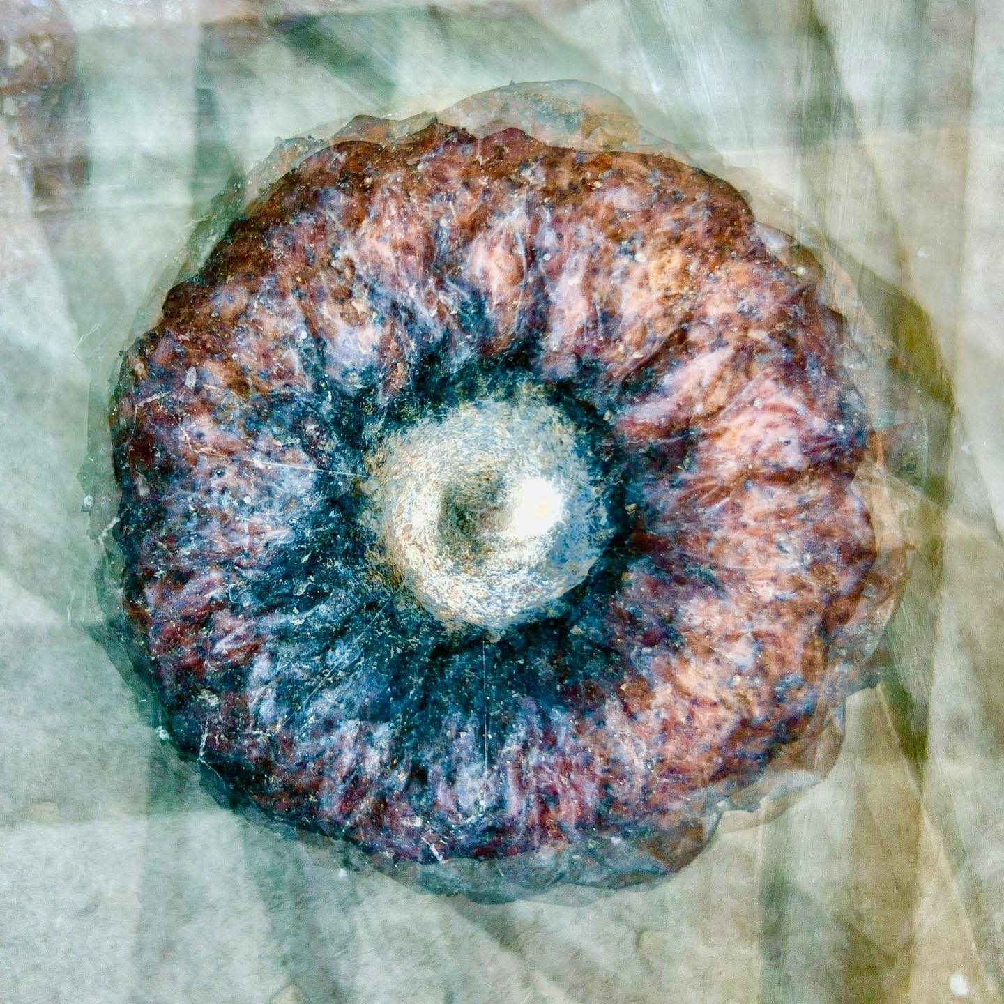 ANOTHER FORGOTTEN APPLE #experimentellefotografie #multiexposure #nophotoshop #mehrfachbelichtung #visualart #incamera #fineartphotography #wallart #abstractart #inmotion #experimentalphotography #motion #artoninstagram #fineart #ilovehannover #artography #camerapainting #herbst #autumn #apple #apfel #hannover #iphonephotography #anappleaday #fundsache #catchoftheday