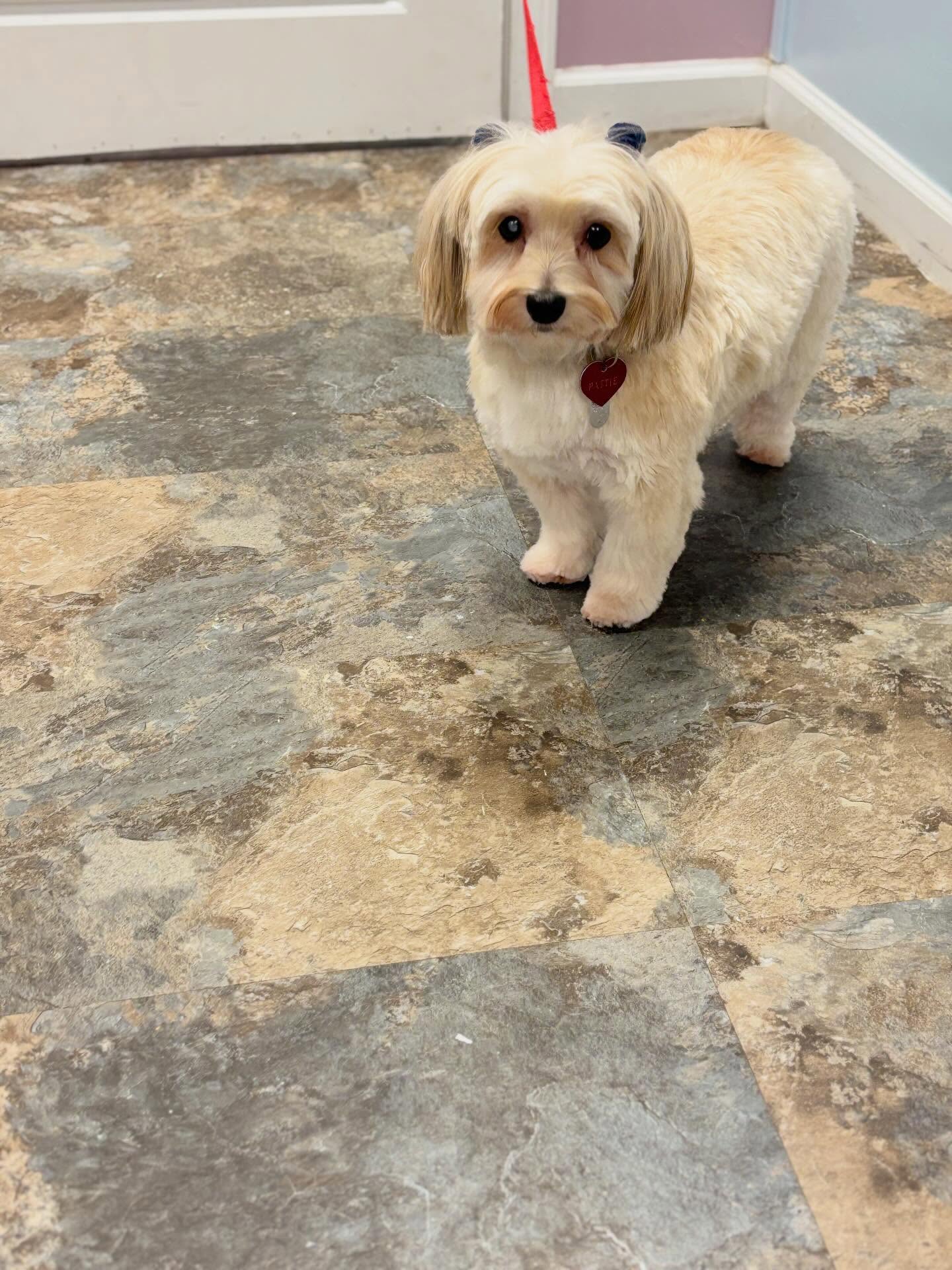 Pretty girl 💕
#doggroom #spaday #mailtipoo #doglover #petgrooming