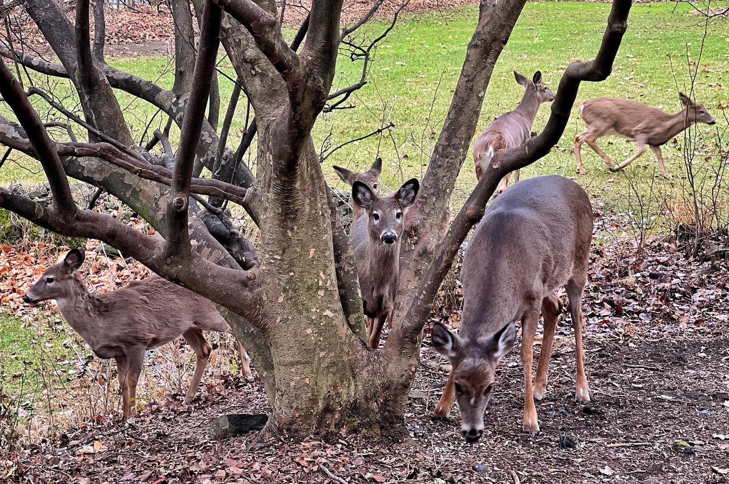 Happy New Year from the Whitetails! Hope you and yours are staying safe and healthy. Peace & Love Y’all!