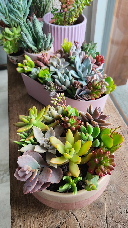 Bunte Sukkulentenstecklinge
Für jede Bestellung frisch geschnitten – direkt aus unserer Kaktusgaertnerei in der Schweiz
Versand in die Schweiz und EU.
#sukkulenten #stecklinge #sukkulentenliebe ärtnerei #pflanzenliebe #pflanzenshop