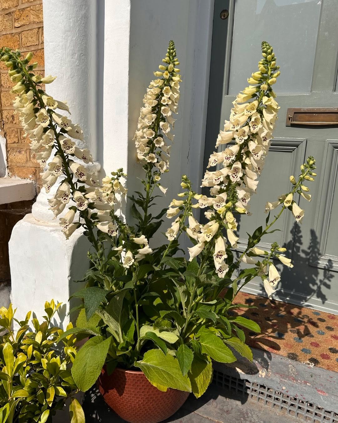 Digitalis looking en pointe …lovely day spent visiting nurseries today …it’s a tough job #summerplanting #summergardens #contemporarylondongarden #contemporarylondongardens #foxgloves #digitalispurpureaapricot #digitalis #colourfulplantingschemes #plantingdesign #plantsmakepeoplesmile