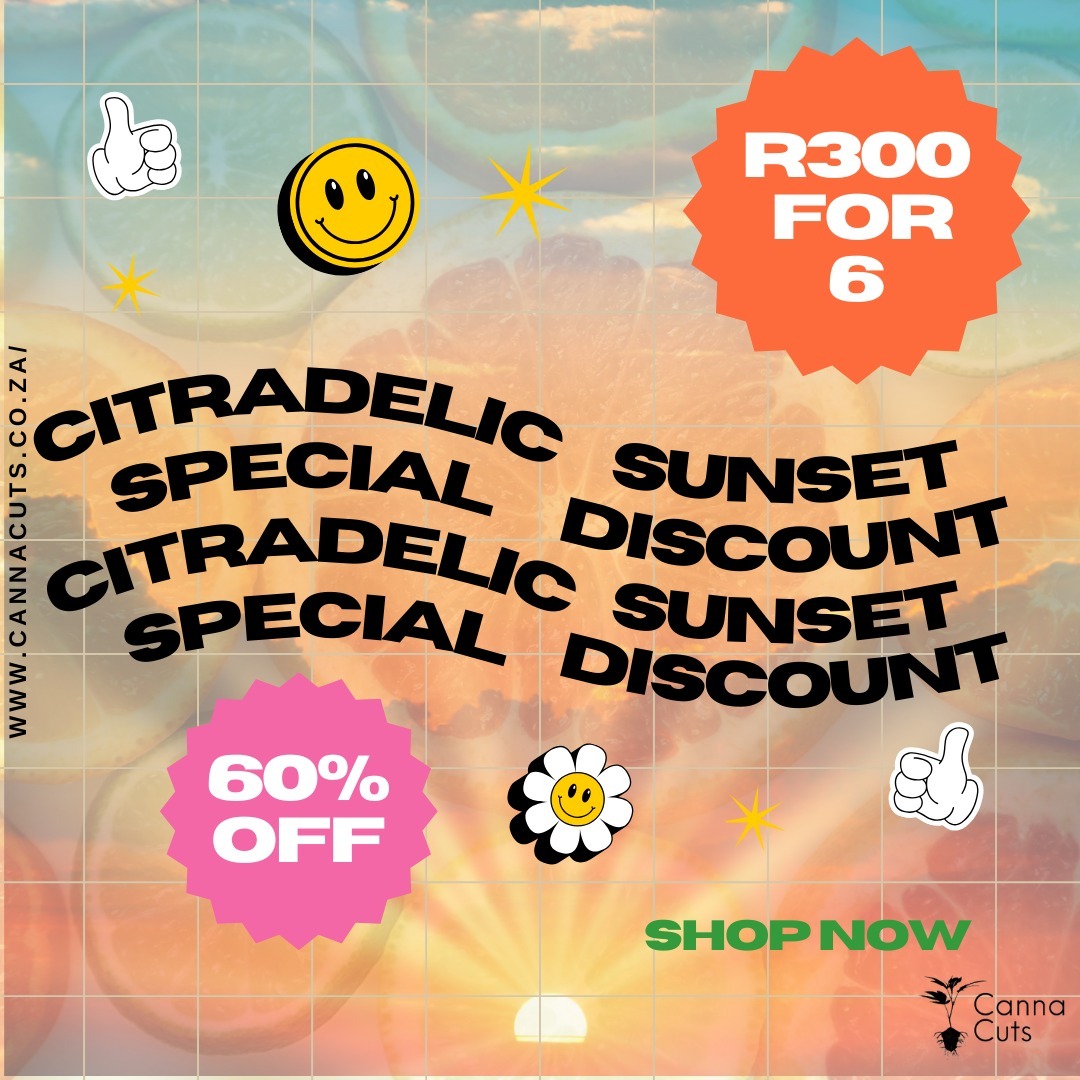 This week only! Grab 6 Citradelic Sunset x Slurricane IX clones at R50 each!
Special ends Sunday the 25th of August.
Order now @ www.cannacuts.co.za