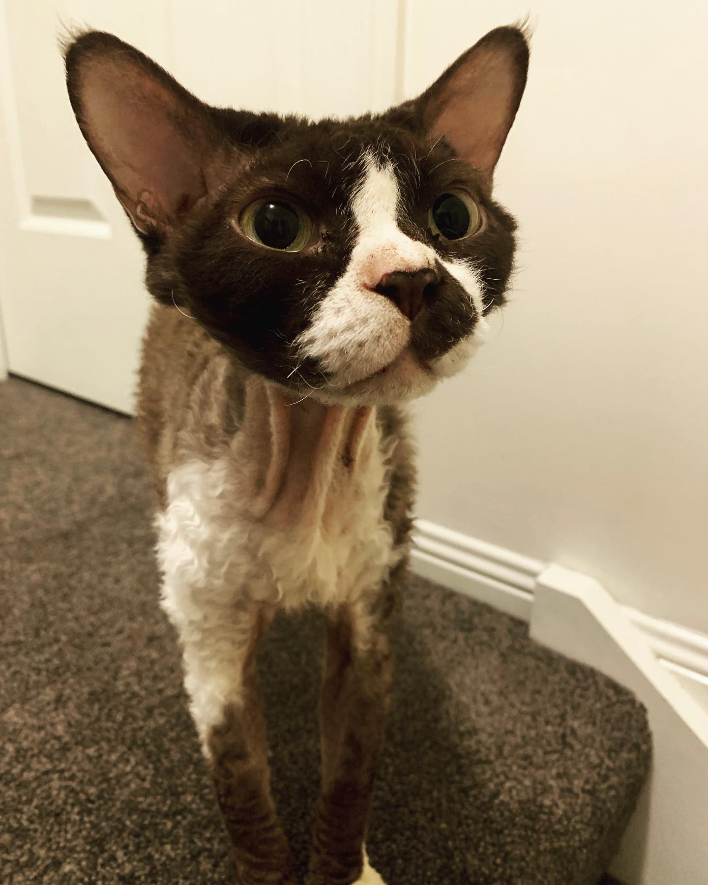 Oh Harvey, you truly are a very handsome boy 🥰 ❤️🐱❤️