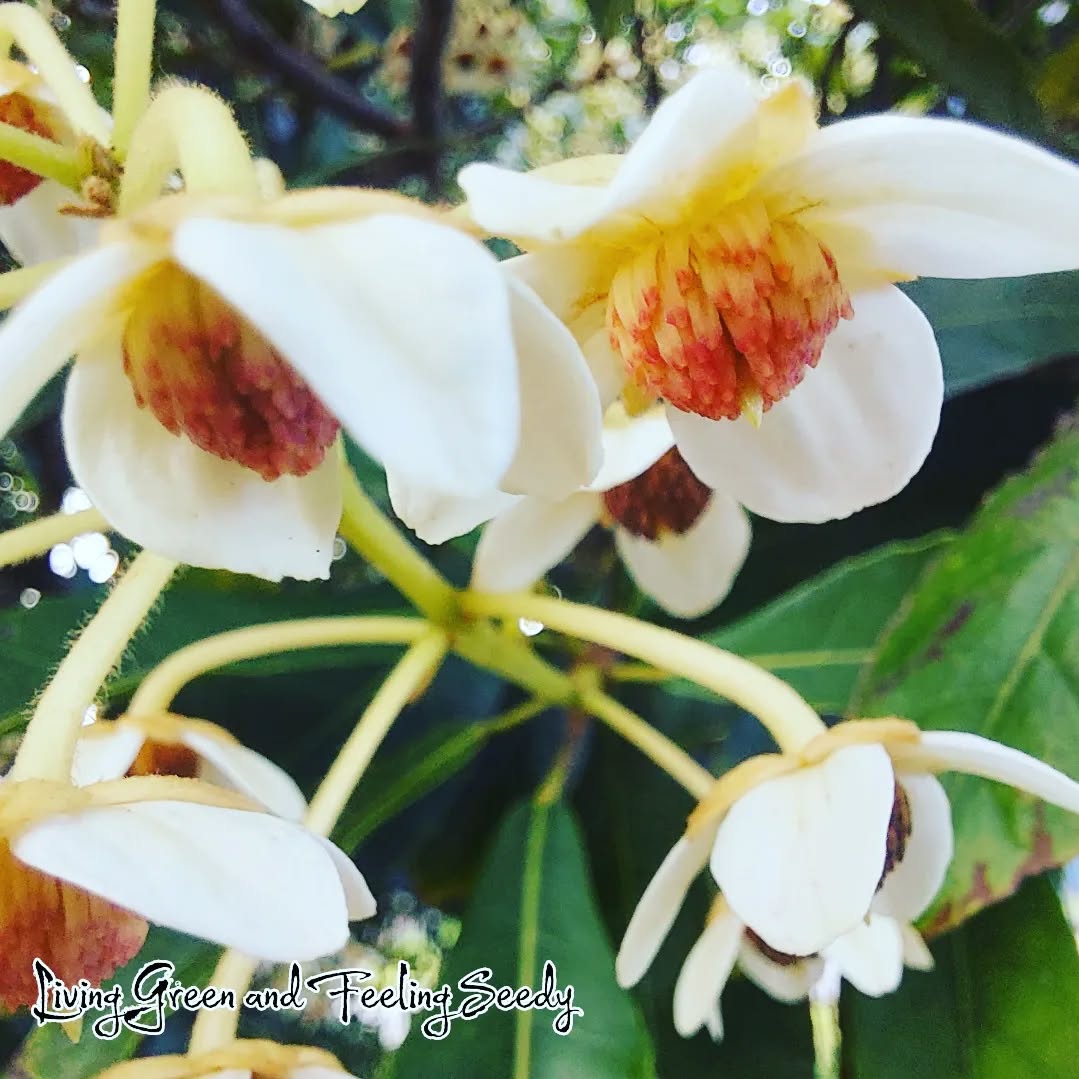 Sloanea australis - Maiden's Blush
An attractive rainforest tree that makes a great addition to the home garden. Growing much smaller in cultivation than it does in the wild, these seeds are superbhard to come by, so get yours now!
Gorgeous prolific white flowers followed by tan hairy fruits that open up in a star shape to reveal the seed covered in a red aril.
#sloaneaaustralis #sloaneaseeds #Maidensblush #rainforesttree #whiteflowers #seedsupplieraustralia #seedsupplier #Australiannative #seeds #growseeds #flowersofinstagram #australiannativeflowers